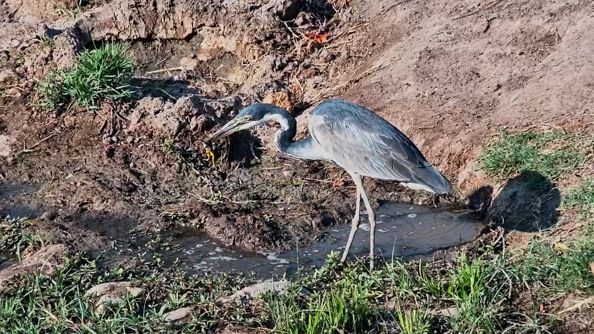 Frog Is on the Menu for This Hungry Heron