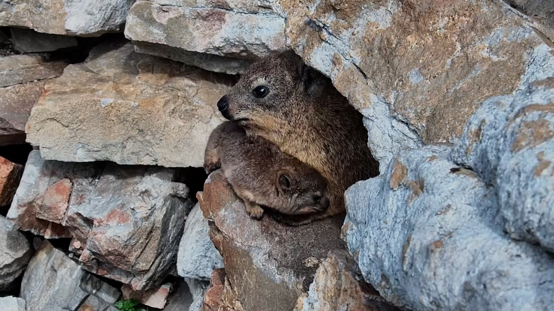 Tiny Baby Hyrax Tries to Get a Milk Break!