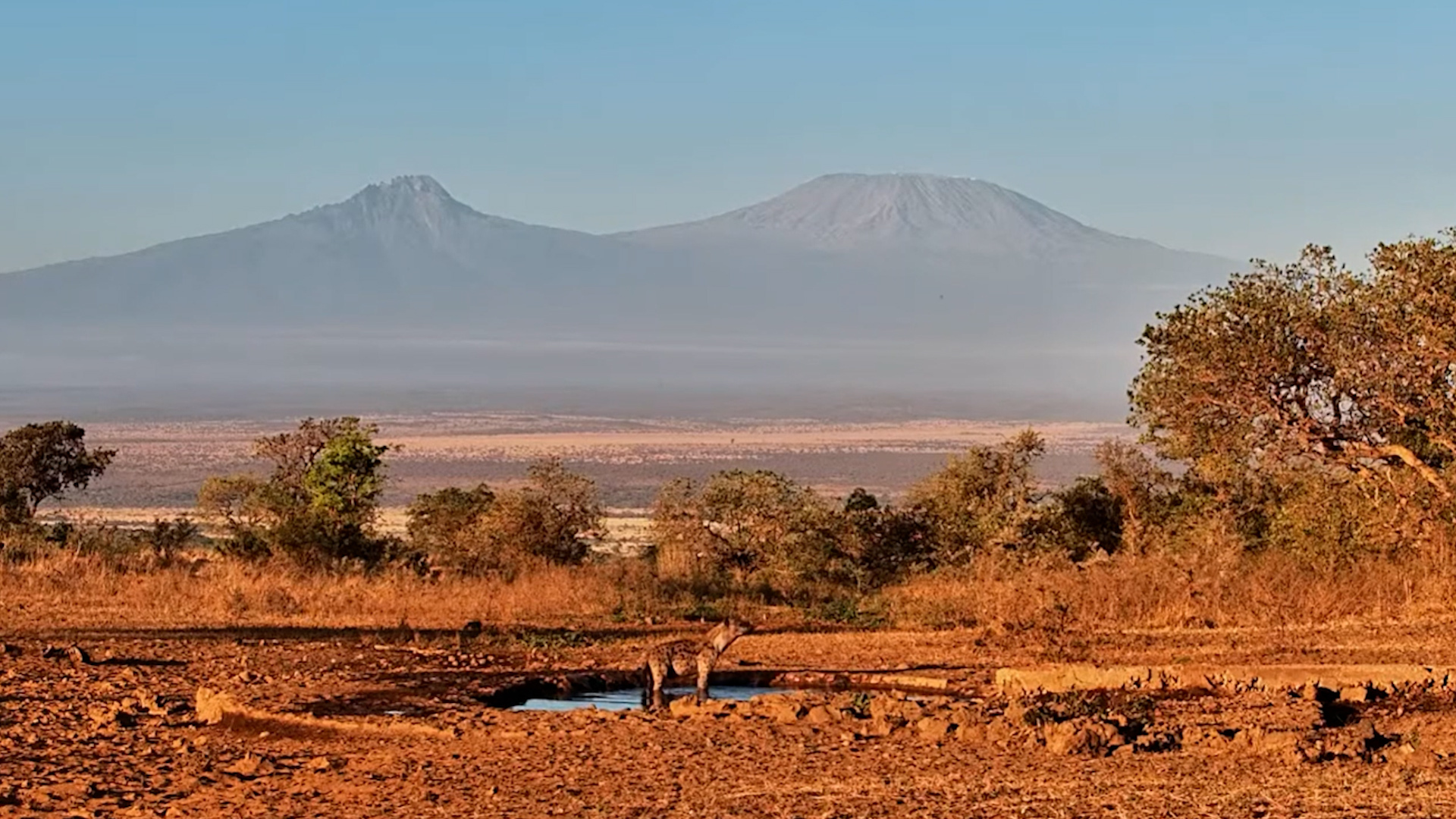 This Hyena Knows How to Start the Morning Right