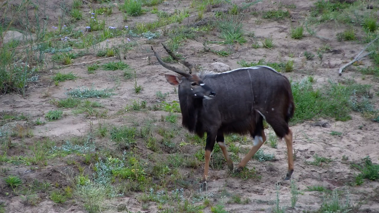 The Nyala Have Found a Rather Good Riverbed Buffet