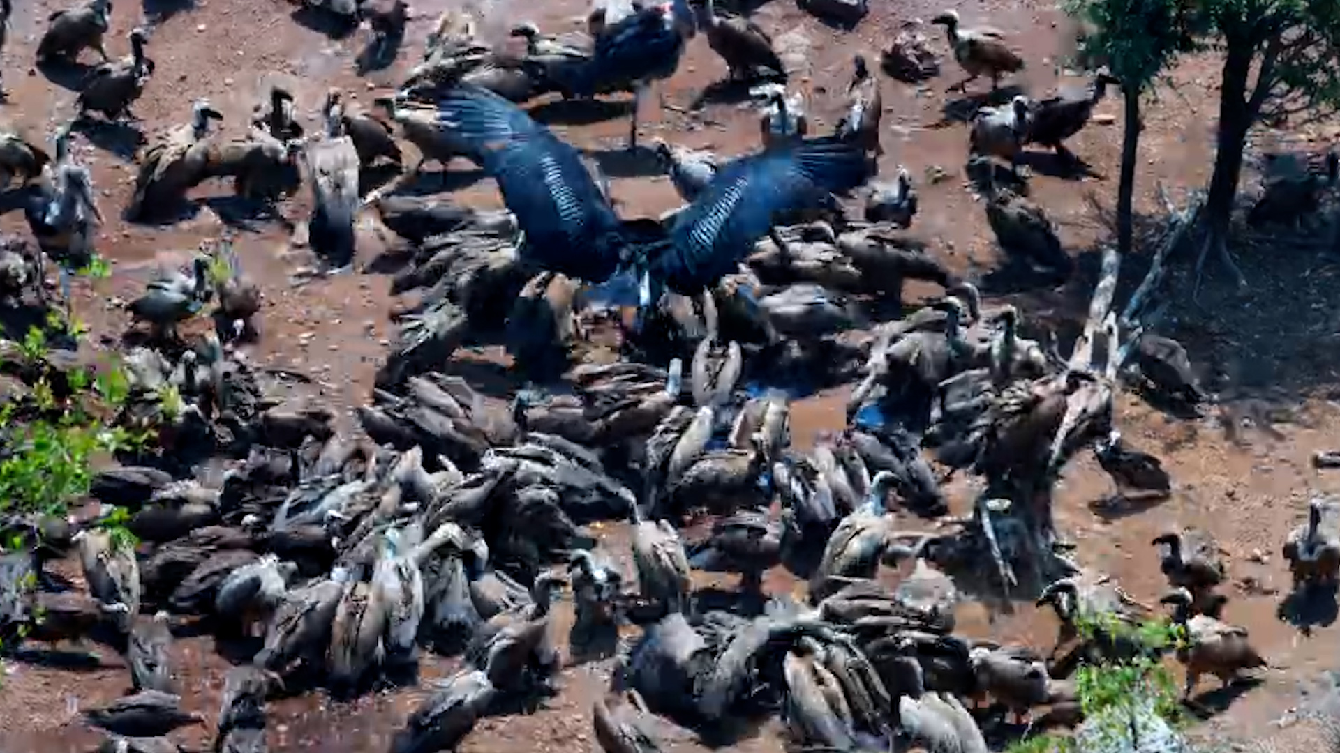 The Vulture Buffet Is OPEN… and Everyone Wants First Place!