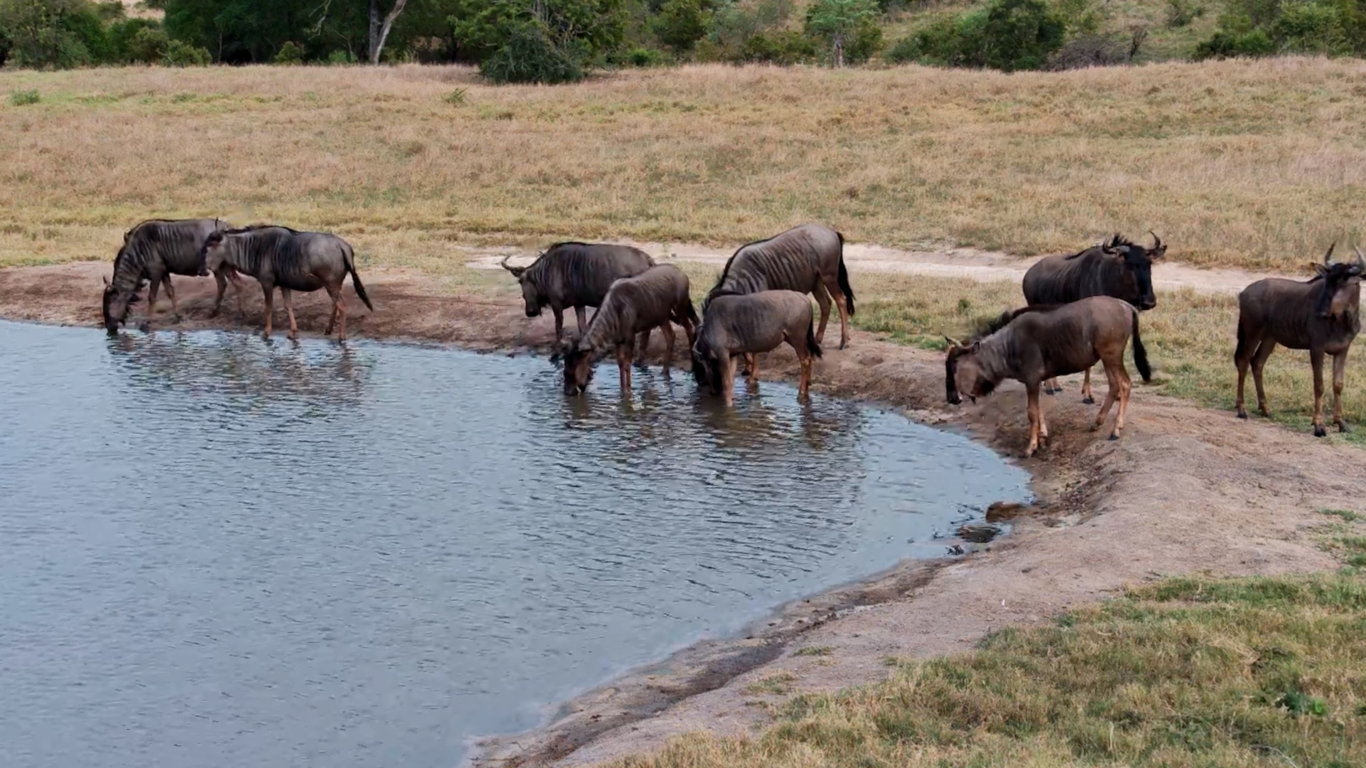 The Wildebeest Have Dropped In at Nkorho