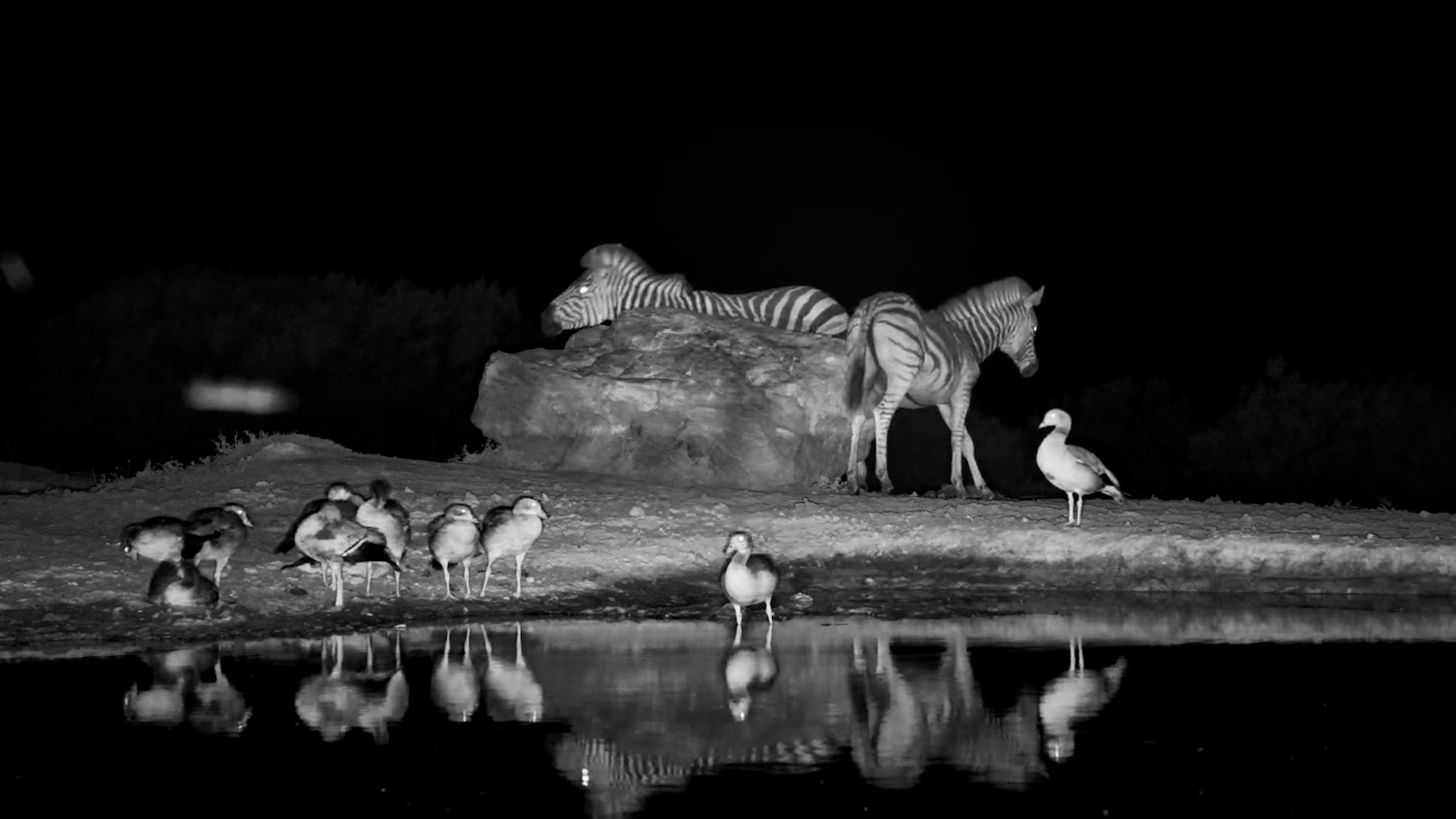 These Zebras Found the Perfect Rock for a Good Scratch
