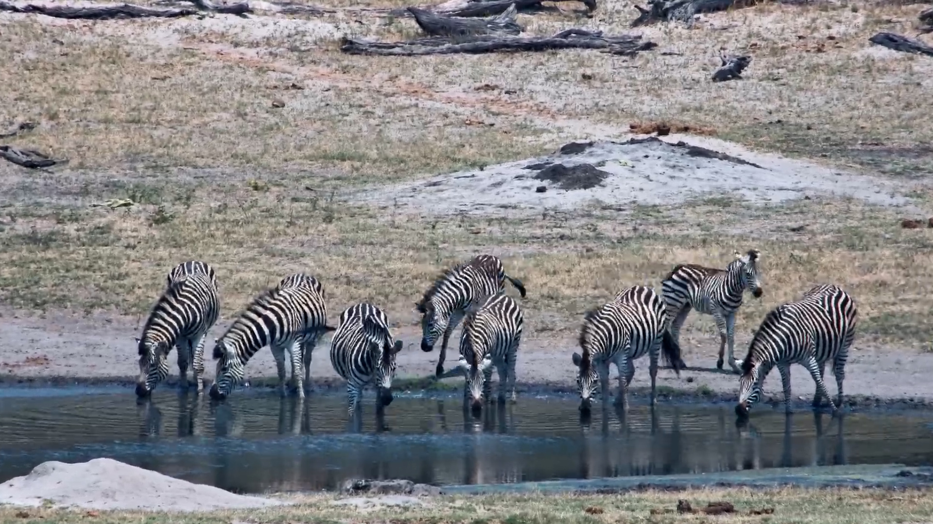 A Little Zebra Happy Hour at Hwange