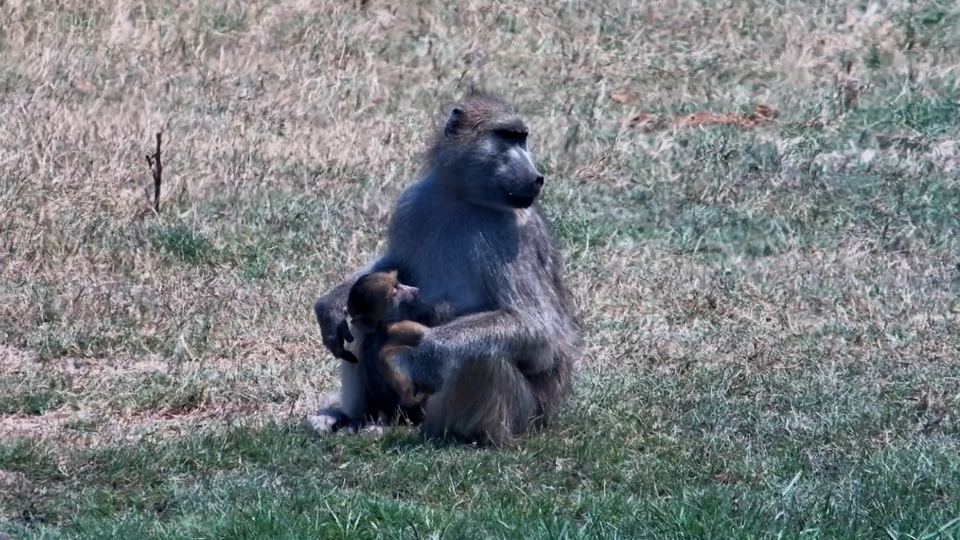 A Baby Baboon Has a Very Important Milk Appointment
