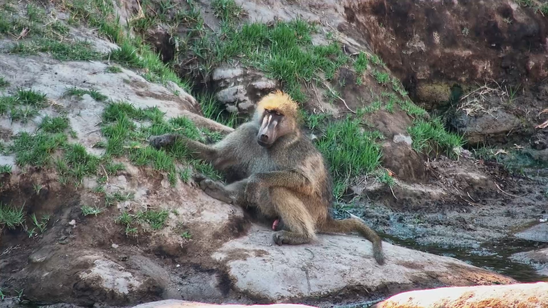 This Baboon Has Cleared Its Schedule for the Day