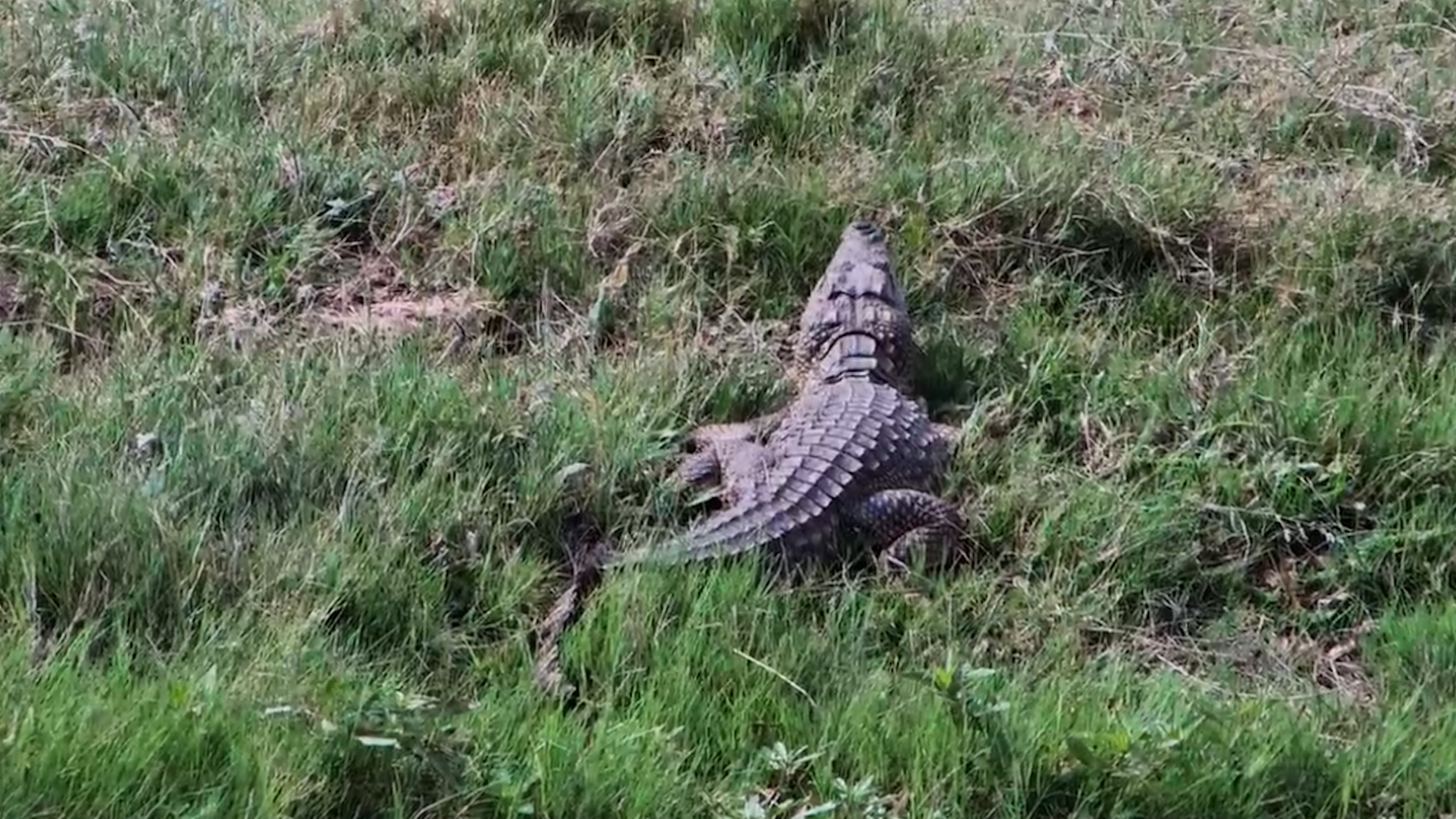 This Crocodile Has Absolutely No Plans to Move