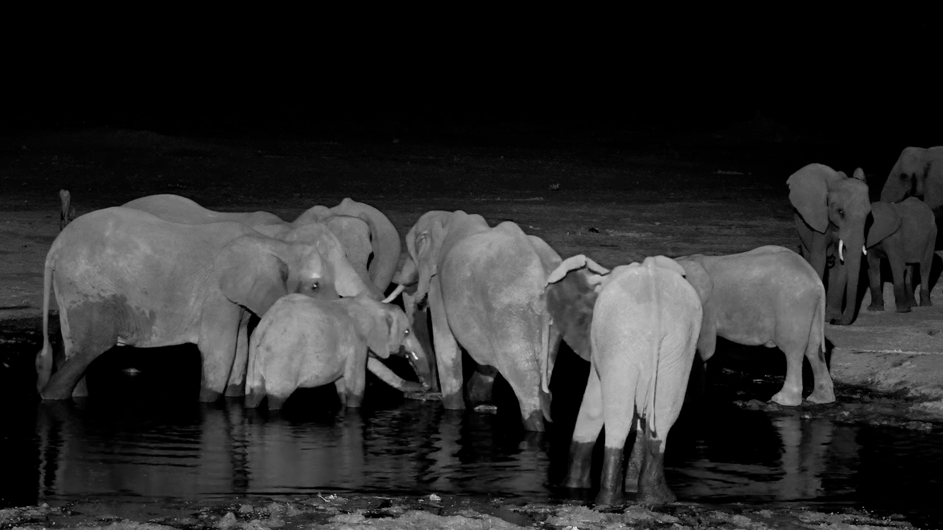 The Elephants Make Room When the Buffalo Arrive