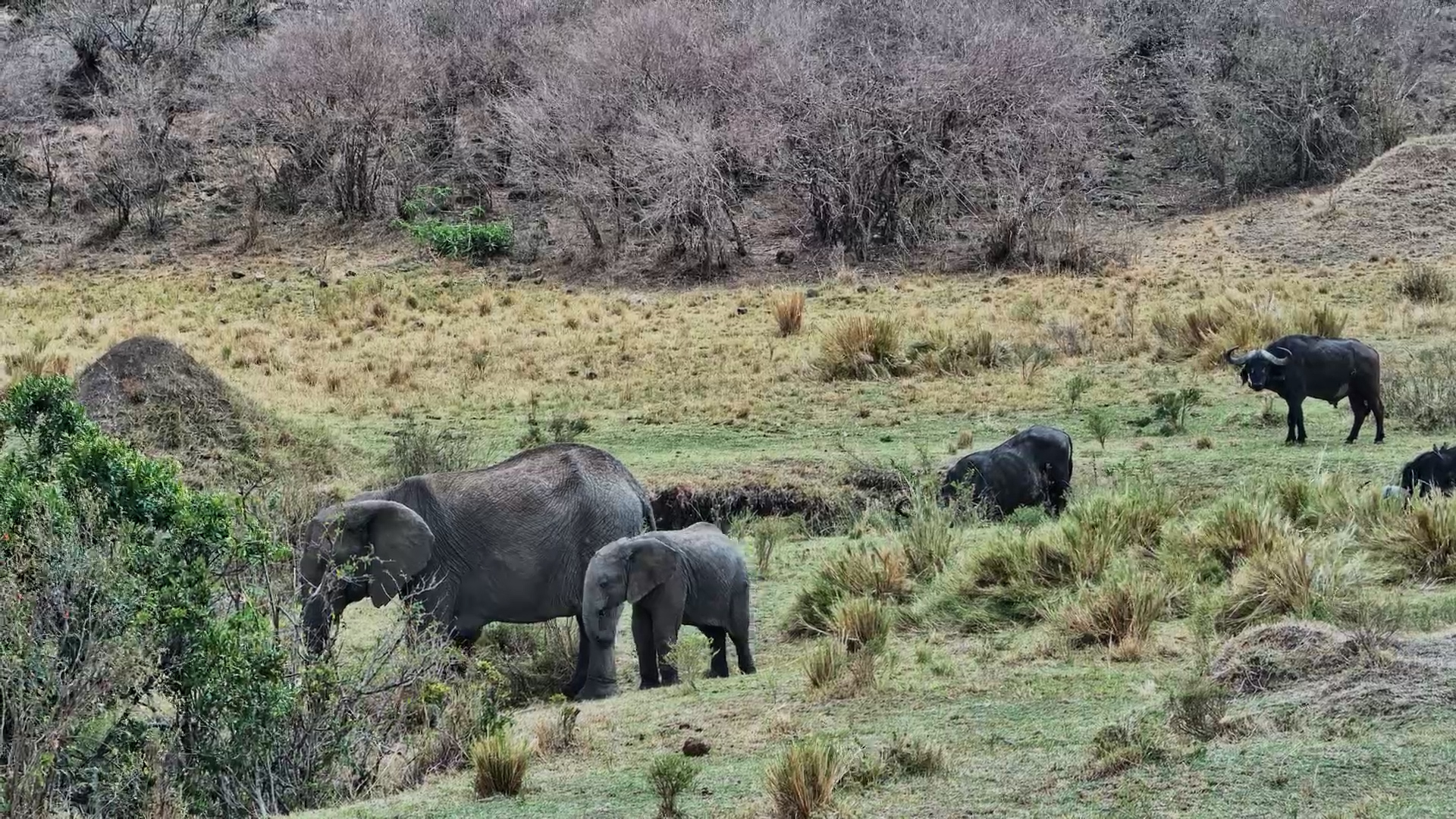 An Elephant, Its Calf and Some Unexpected Lunch Company