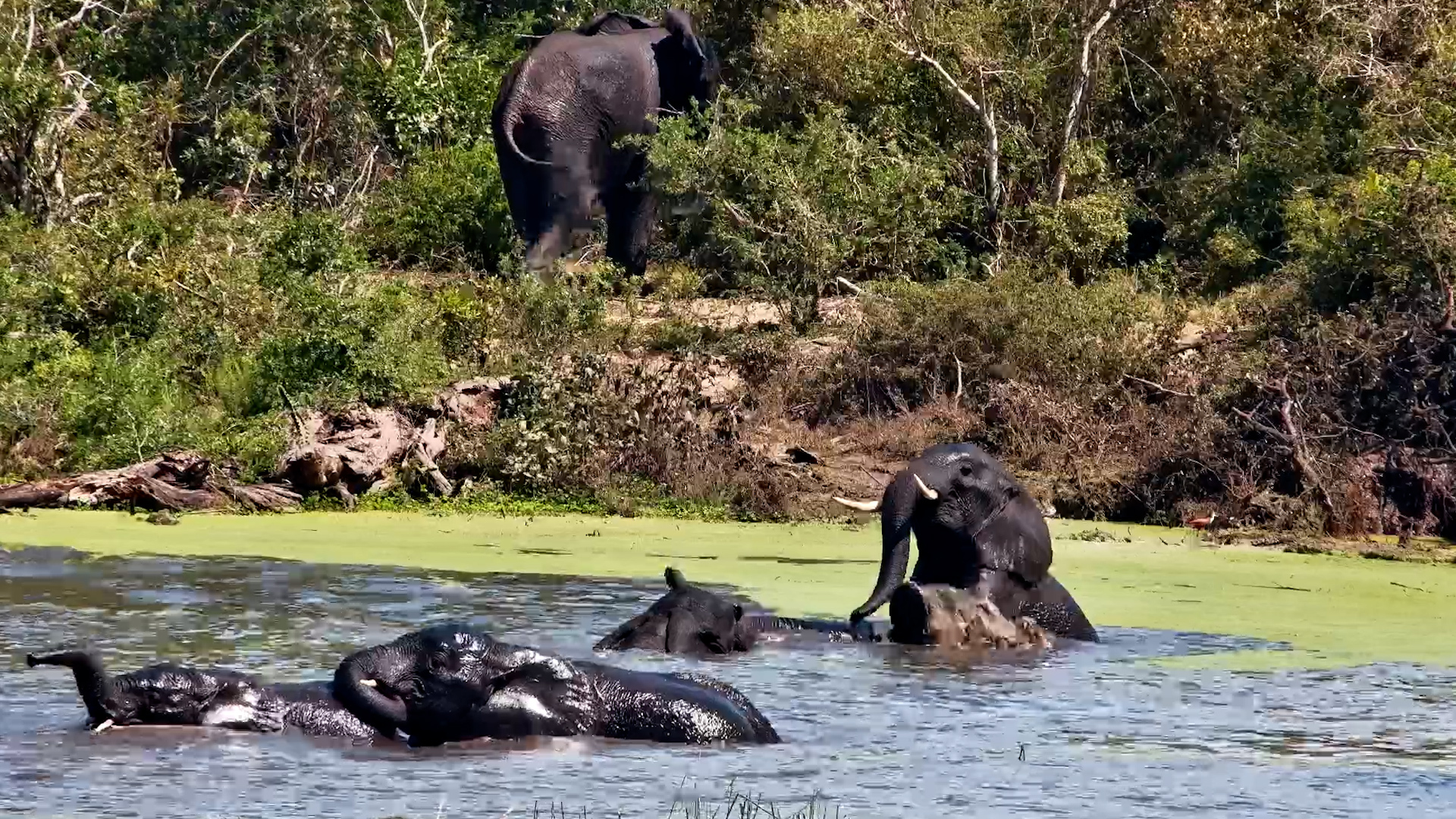 These Elephants Has Turned Bath Time Into Playtime