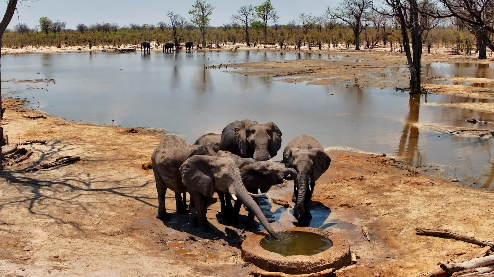 A Little Elephant Happy Hour at the Waterhole