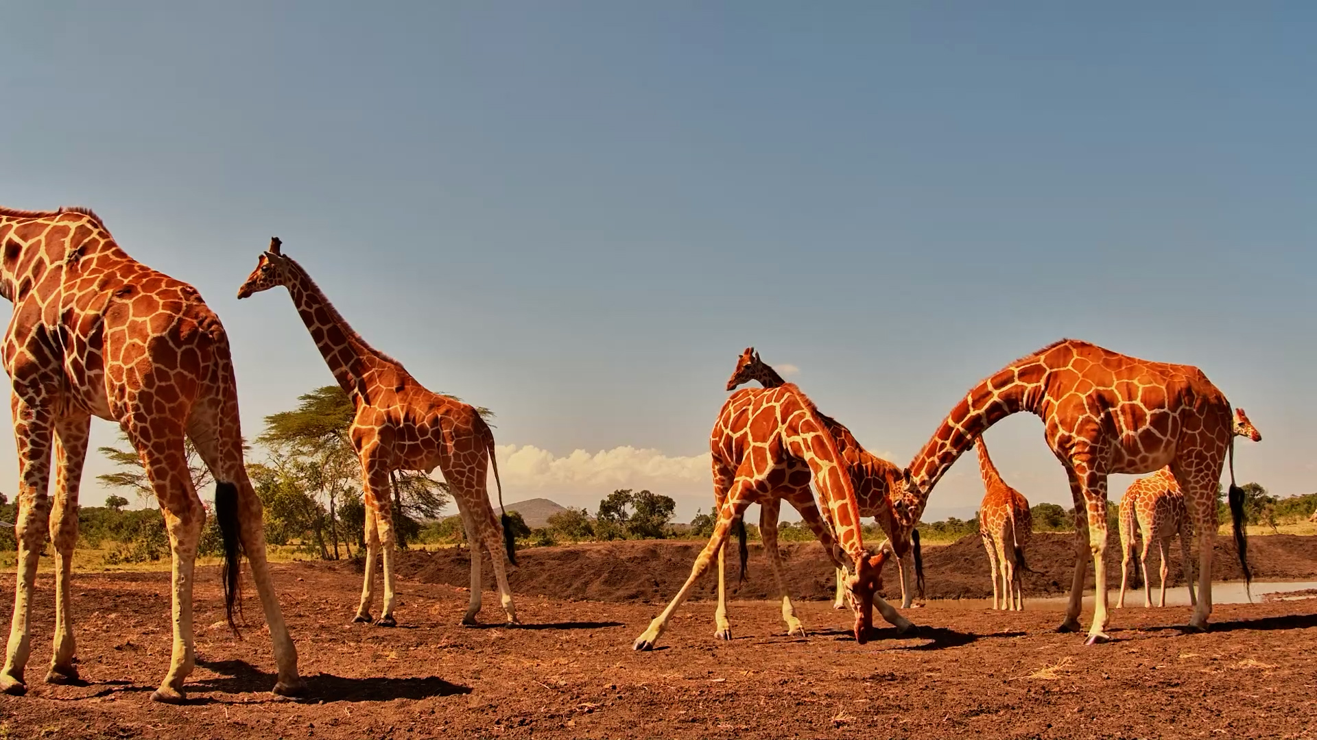 A Gathering of Giraffes Makes Porini Look Even More Beautiful