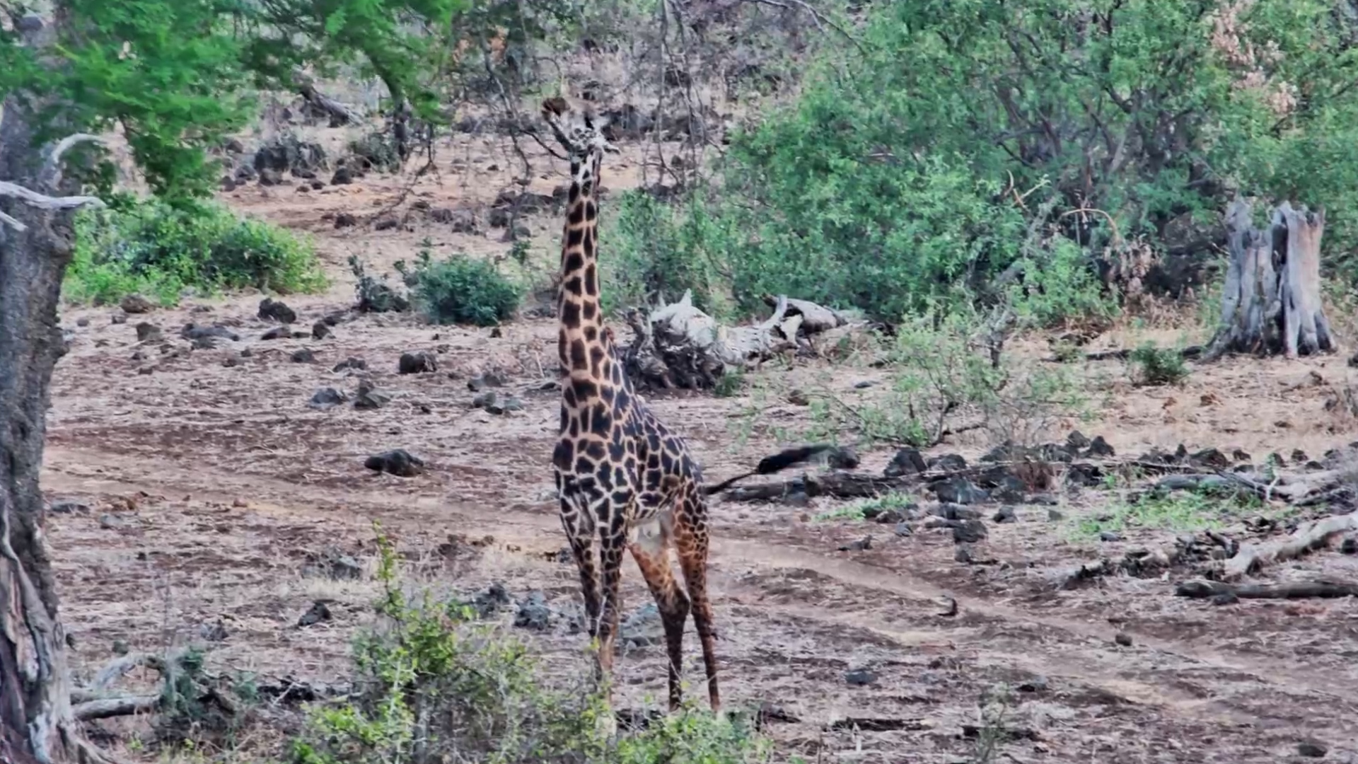 This Giraffe Knows the Best Snacks Are on the Top Shelf