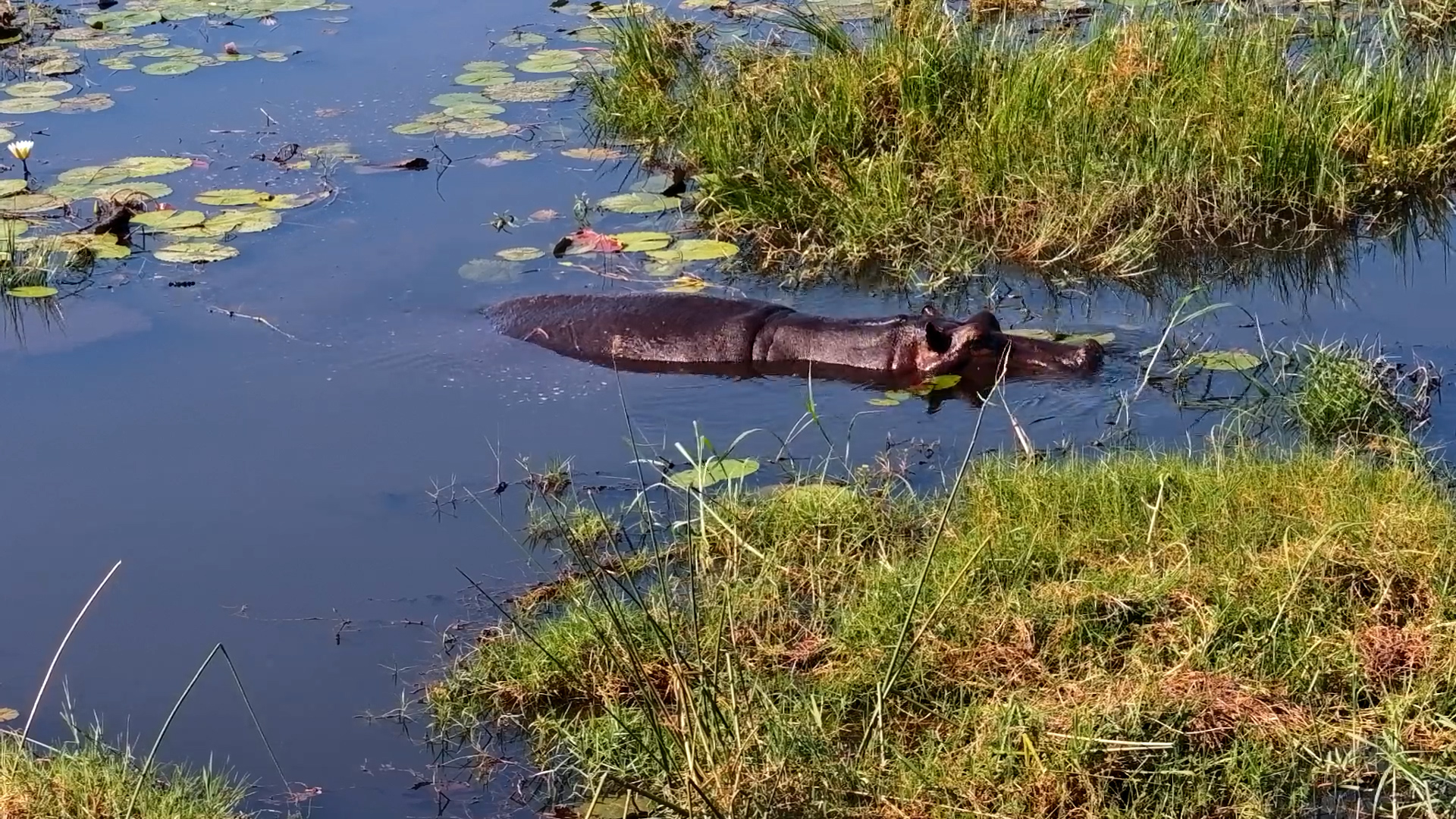This Hippo Is Taking the Scenic Route Around the Marsh