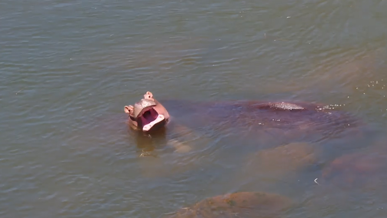 This Baby Hippo Has the Biggest Yawn and the Sleepiest Plans