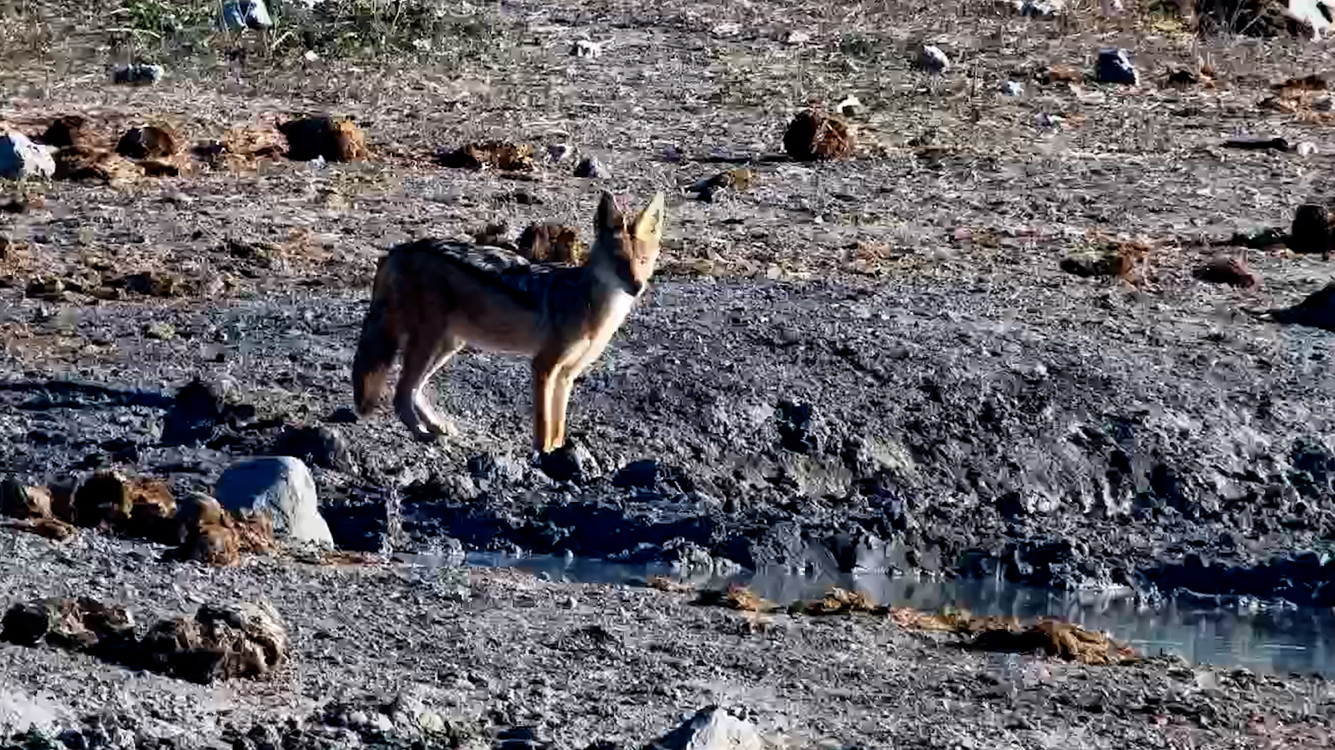 A Jackal Makes a Quick Stop at the Local Waterhole