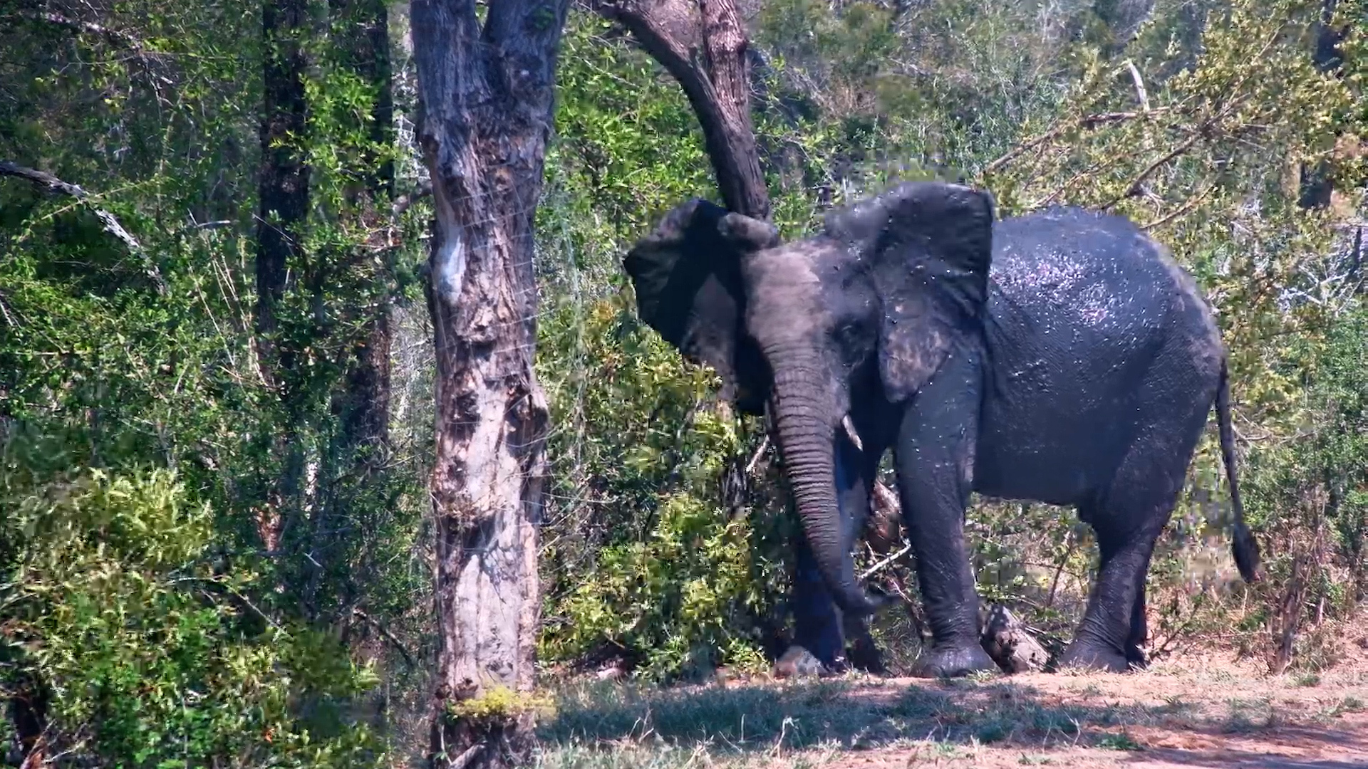 This Elephant Has the Perfect Spa Routine — Mud First, Scratch Later