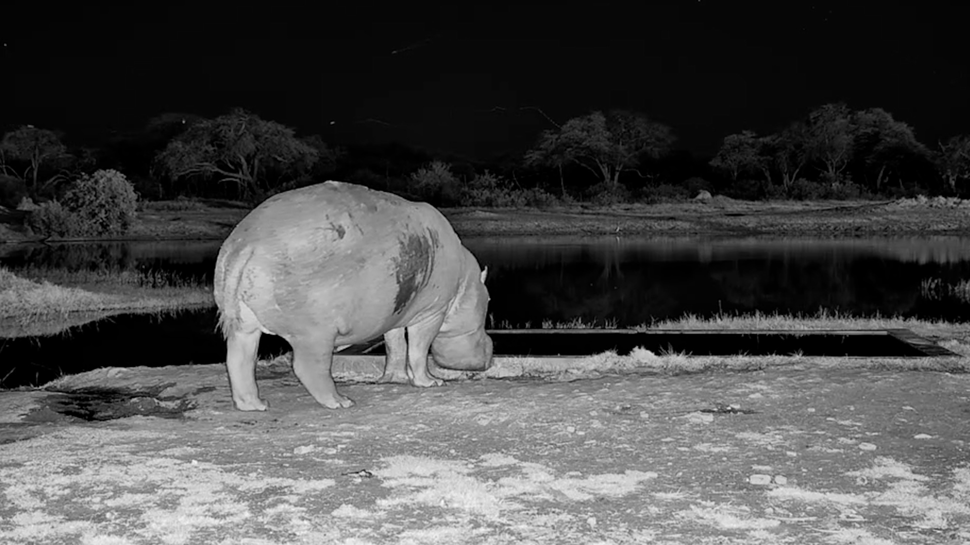 Moto-Moto Slips In for a Quiet Drink After Dark
