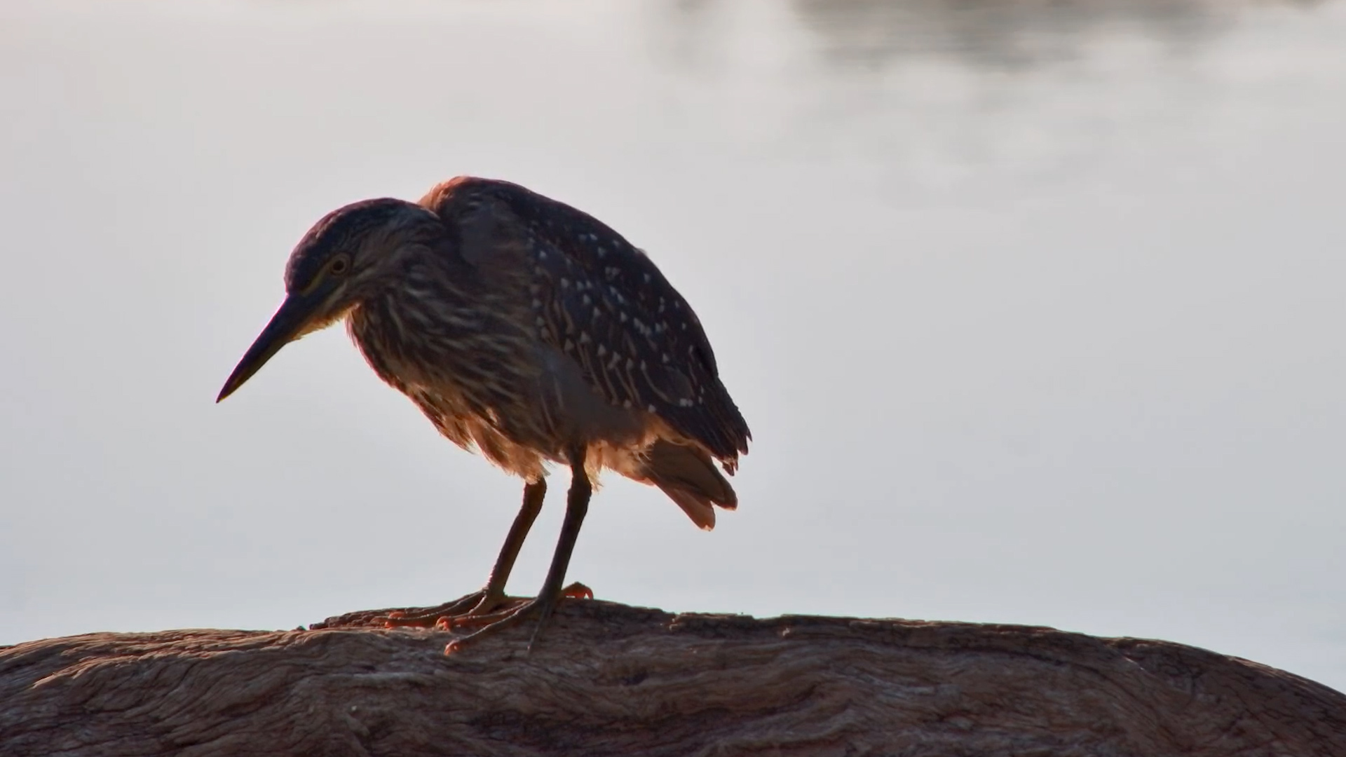A Black-crowned Night Heron Caught Working the Day Shift