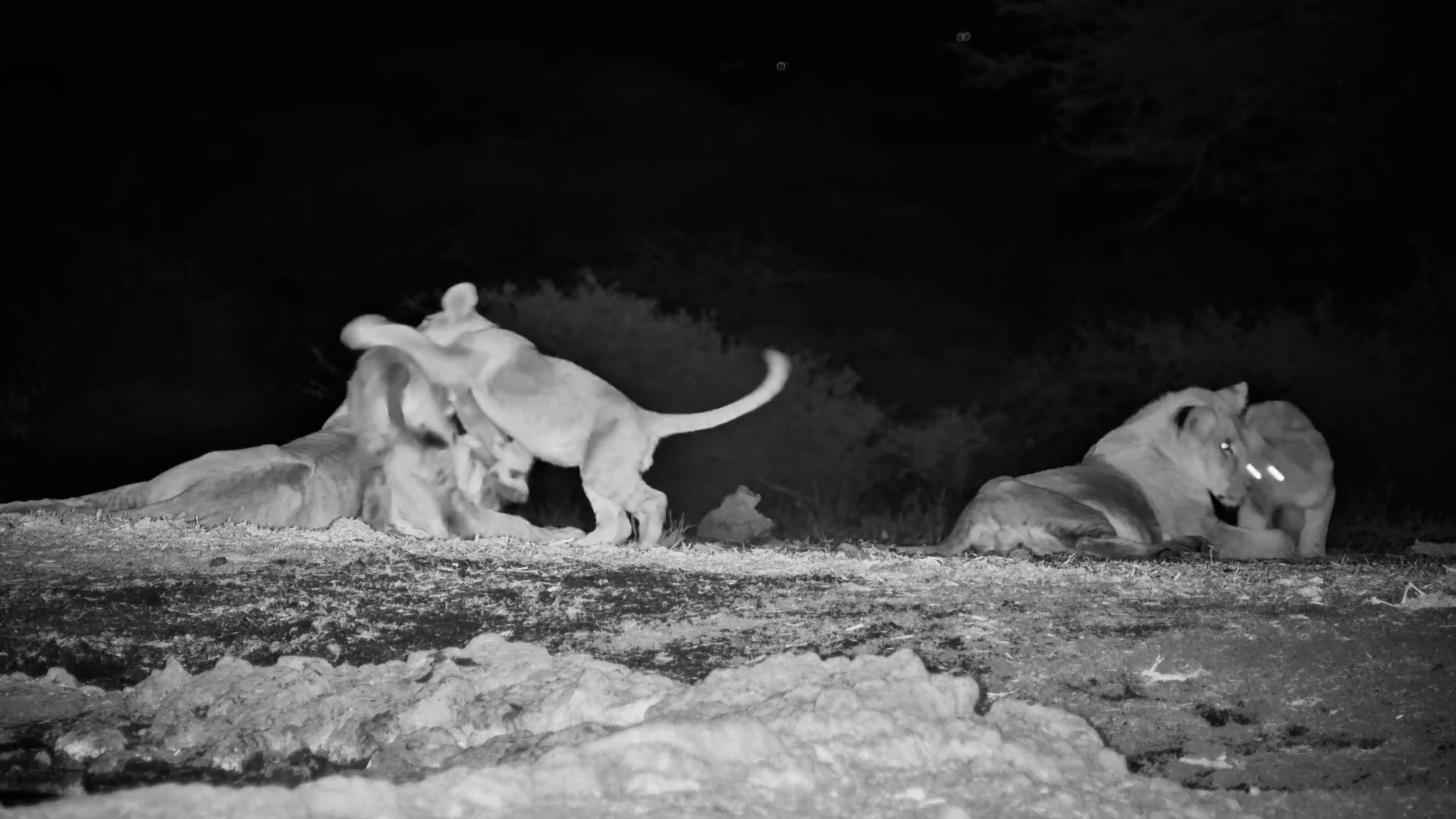These Lion Cubs Have Far Too Much Energy for Bedtime