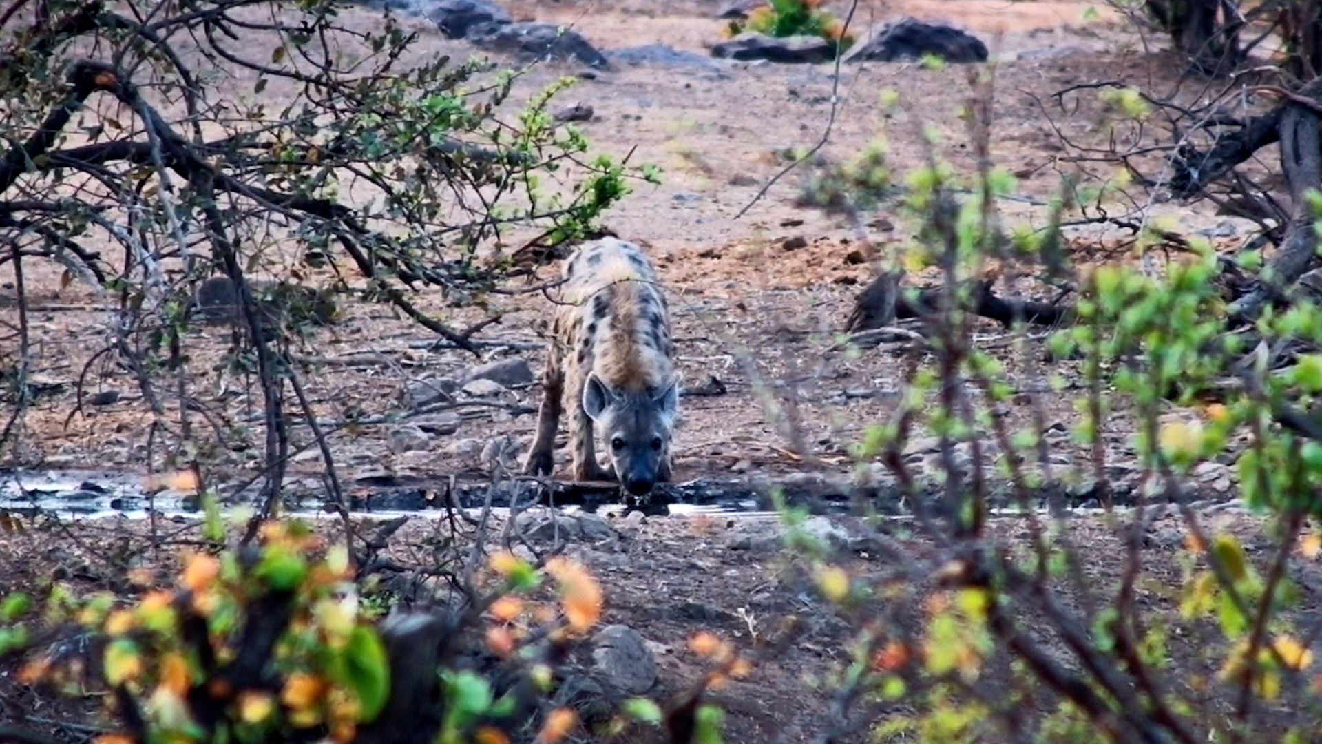 A Spotted Hyena Enjoys a Little Peace and Quiet at the Waterhole