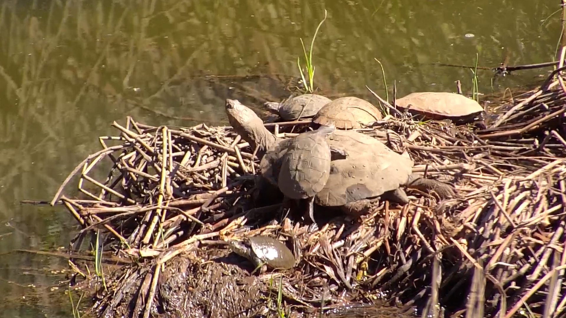 Who Is The King Of The Terrapins?
