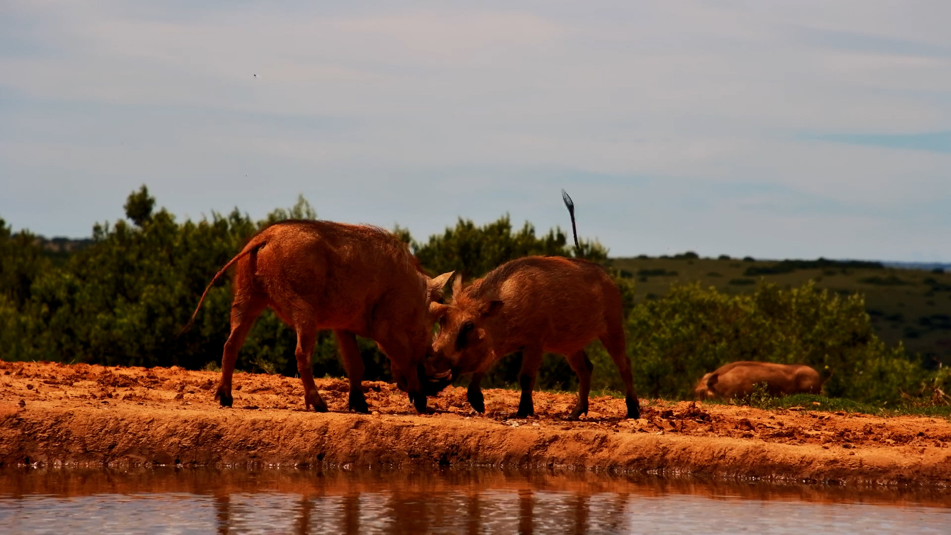 These Warthogs Have a Little Score to Settle