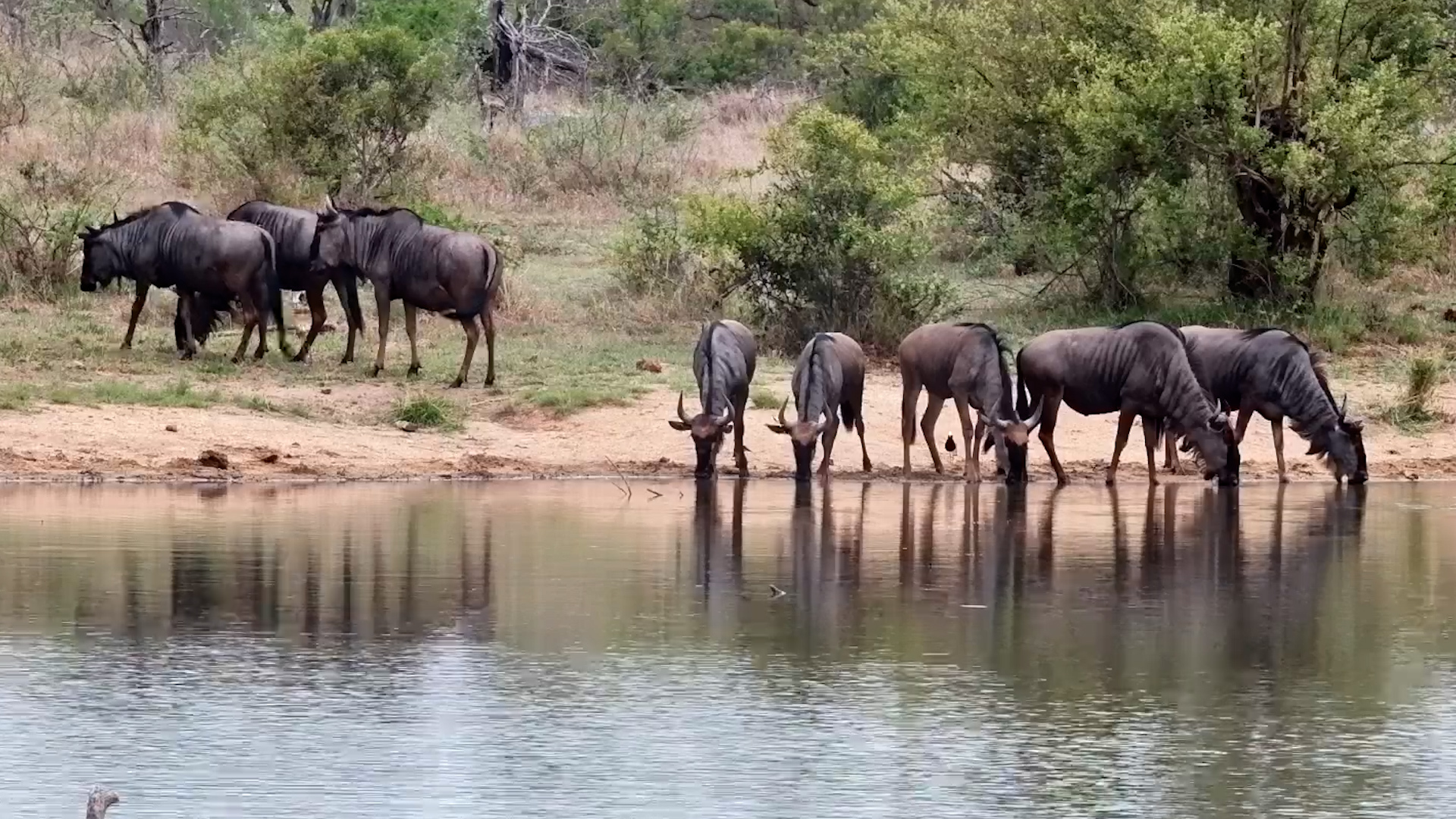 The Wildebeest Waterhole Club Has Arrived