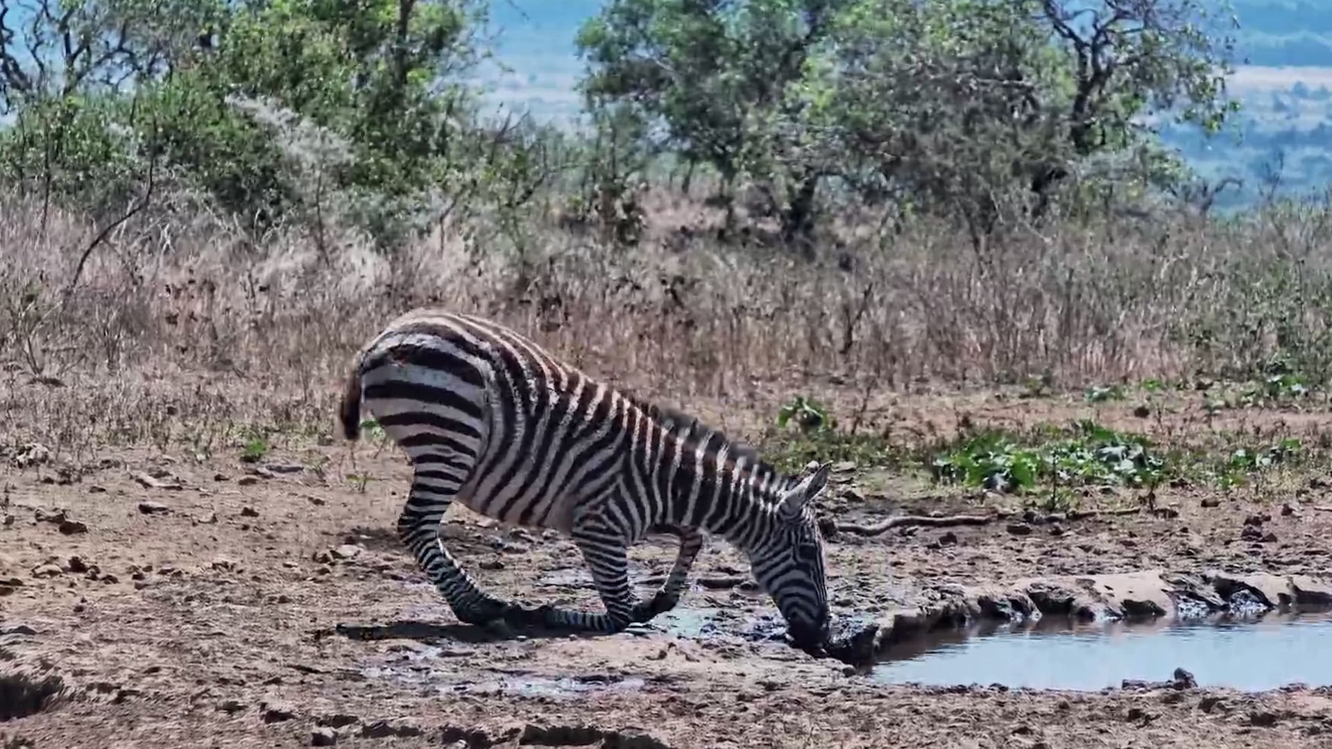 This Little Zebra Foal Is Still Figuring Out the Waterhole