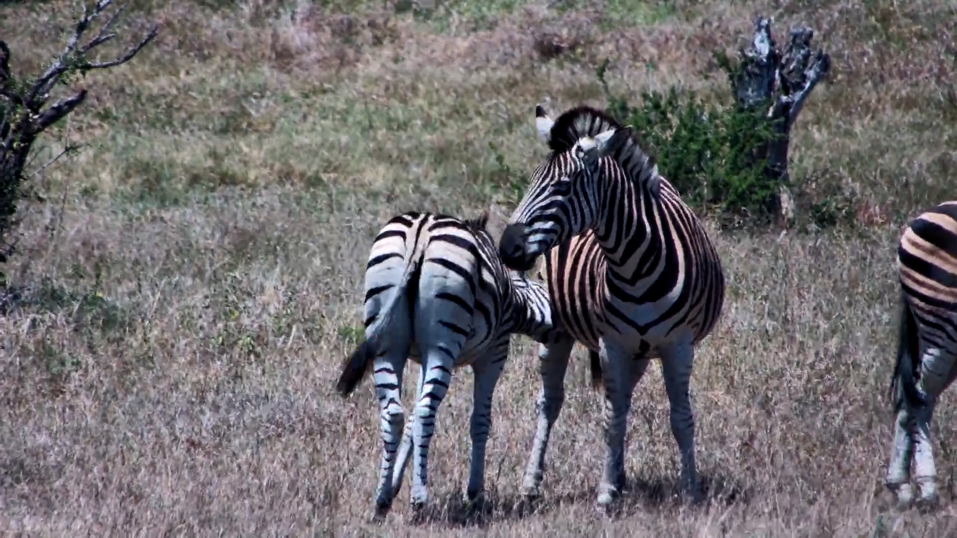 The Zebra Sp Is Open for Business