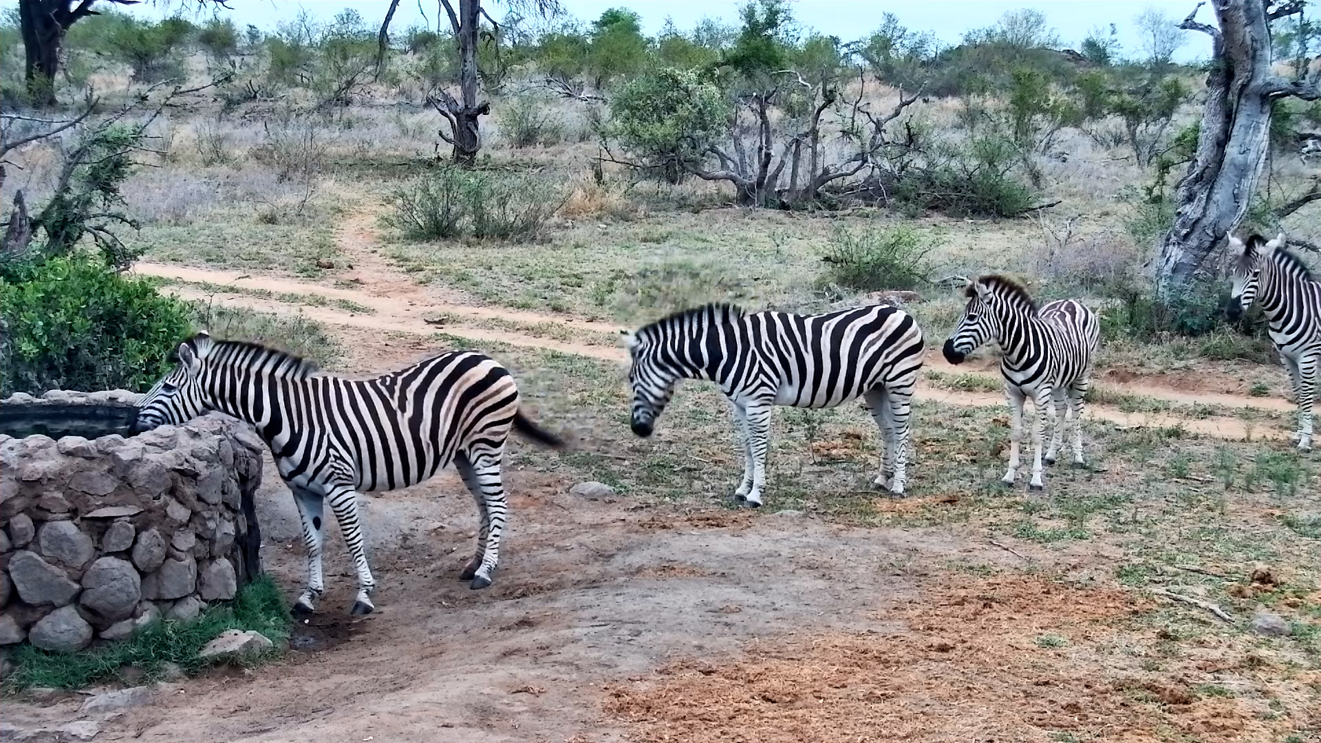 These Zebras Have the Waterhole Queue Nicely Organised