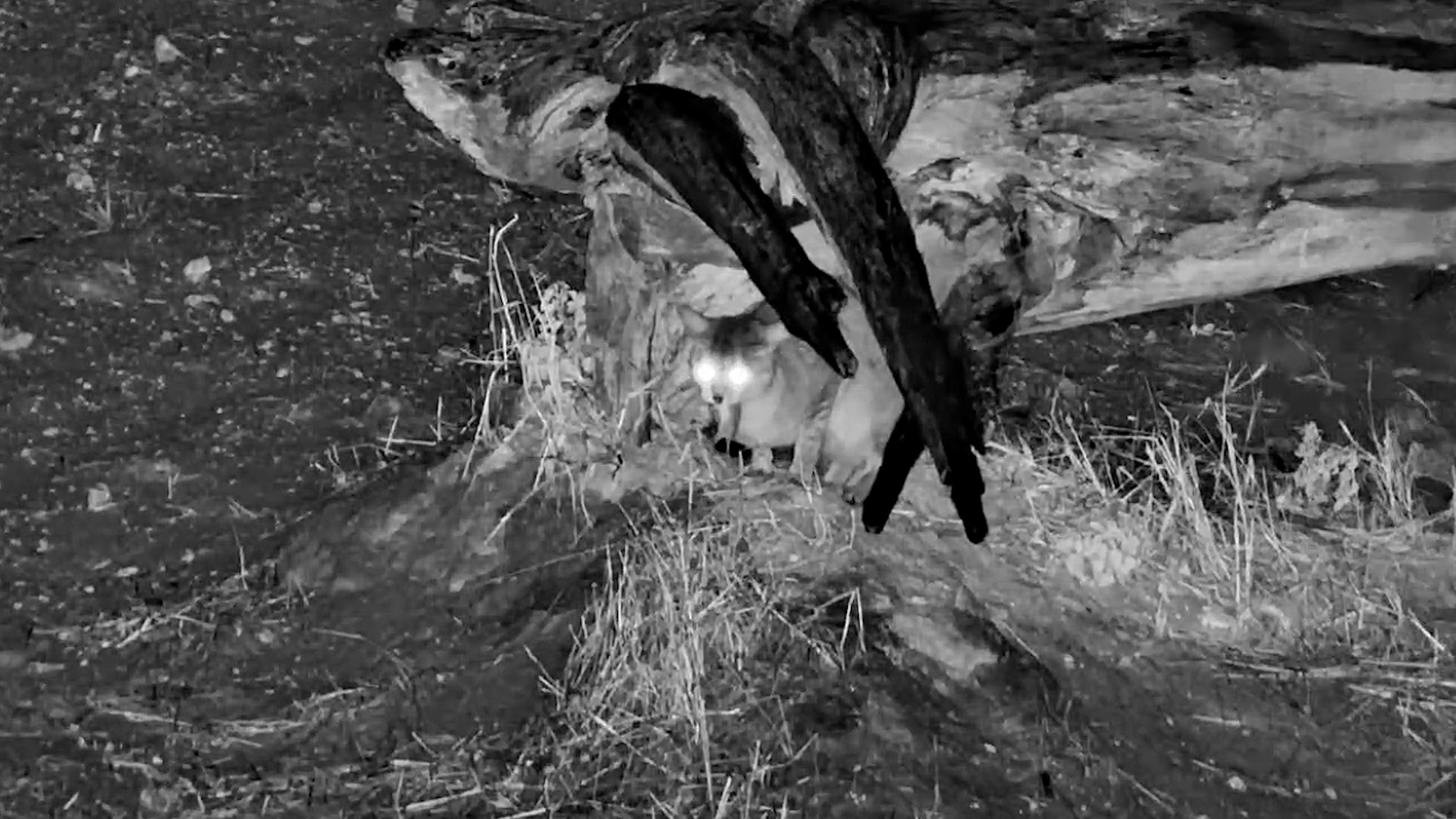 Wrong Place, Wrong Time! Mouse Runs Straight Past a Wildcat
