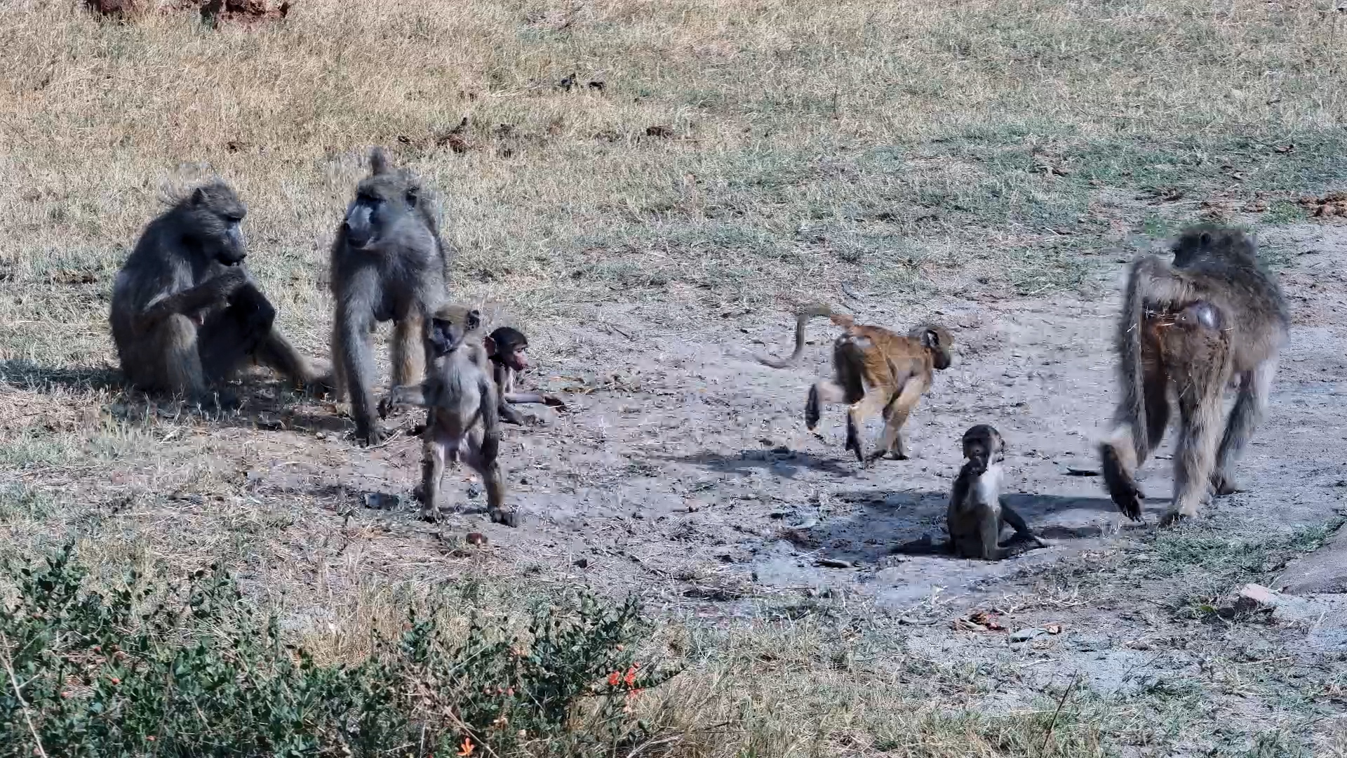 Chacma Baboon Troop Gathers for a Waterhole Visit