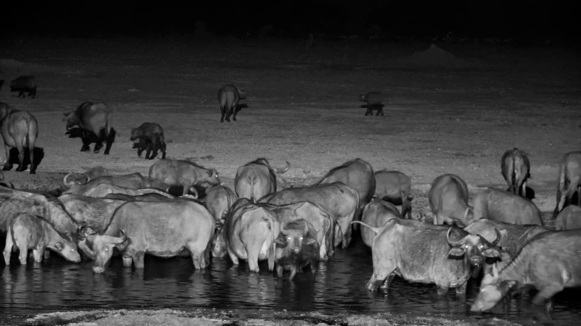 The Darkness Suddenly Fills With Buffalo