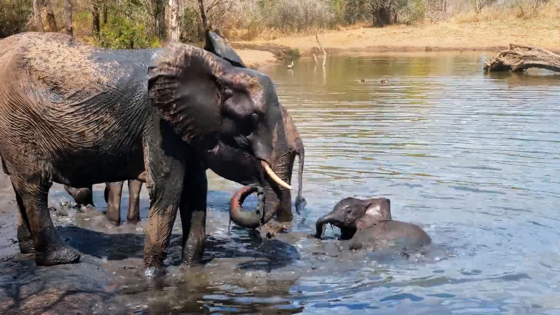 Elephant Calf Jumps Straight Into the Waterhole Fun