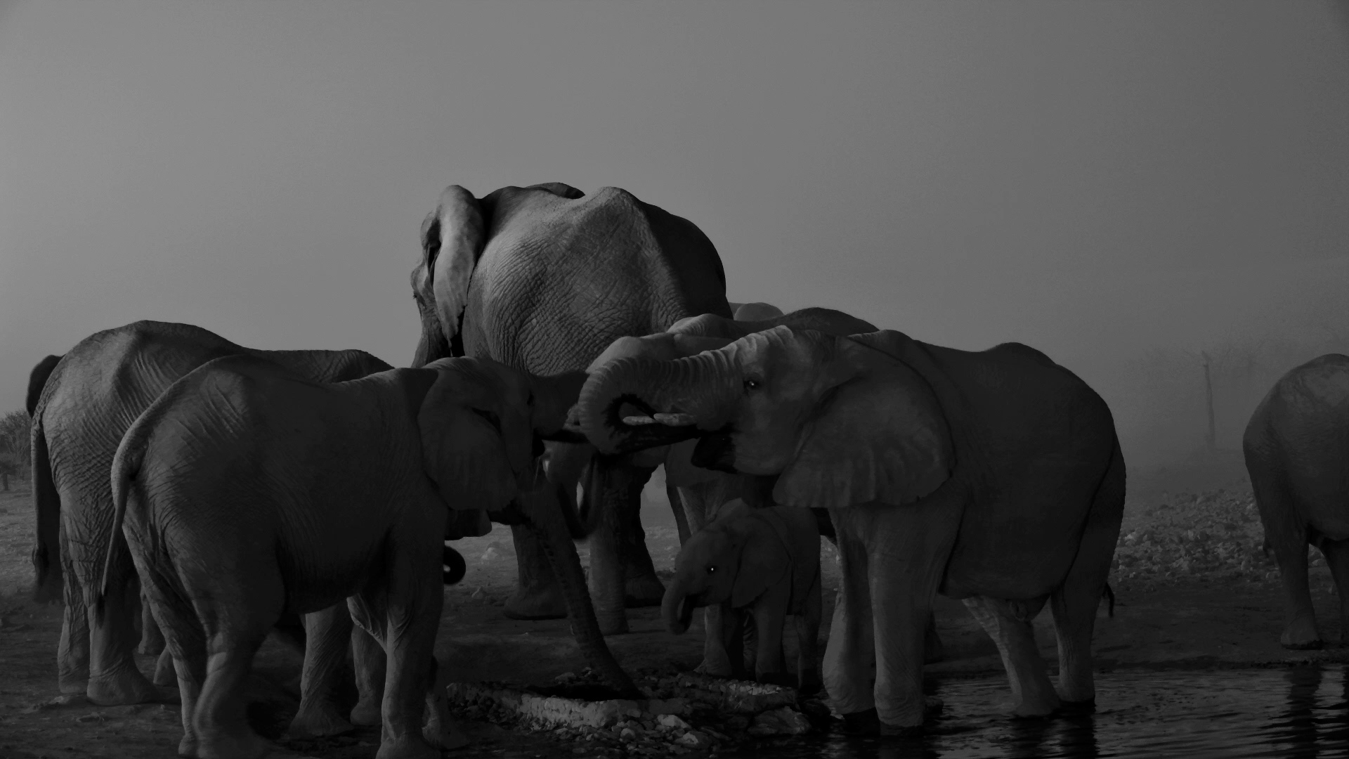 Everyone’s Making One Last Waterhole Stop Before Dark