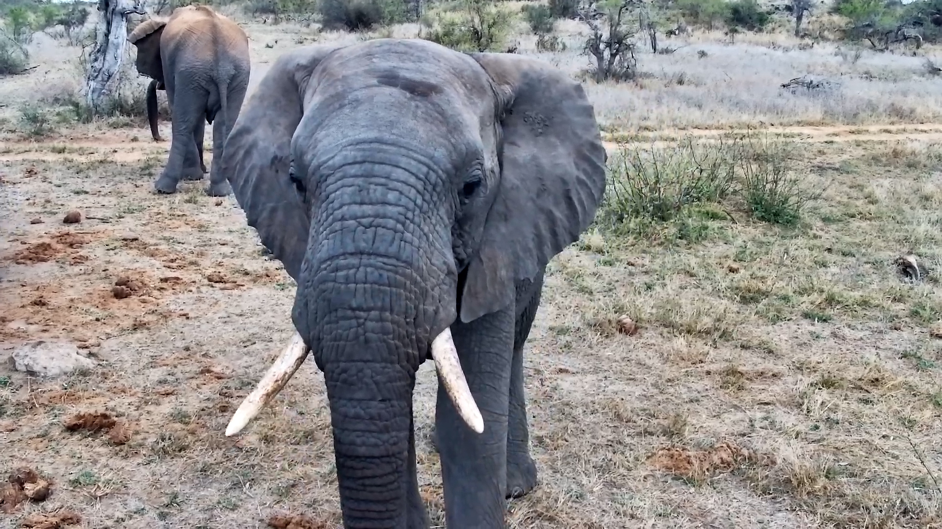 Elephant Walks Straight to the Camera… His Fans Are Waiting