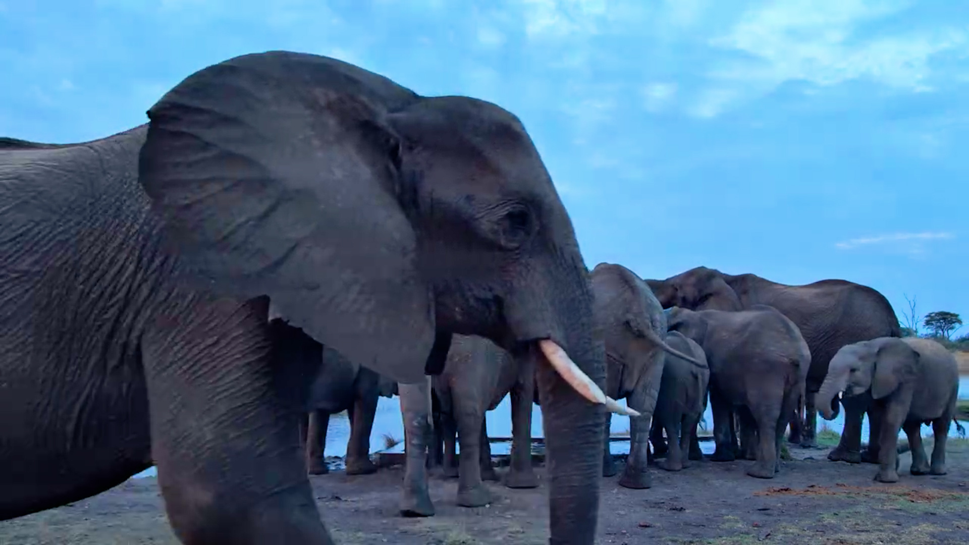 Elephants on the Move Make a Sunset Waterhole Stop