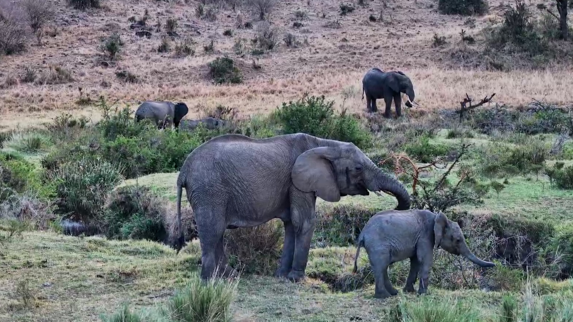 A Quiet Afternoon Feast in the Maasai Mara