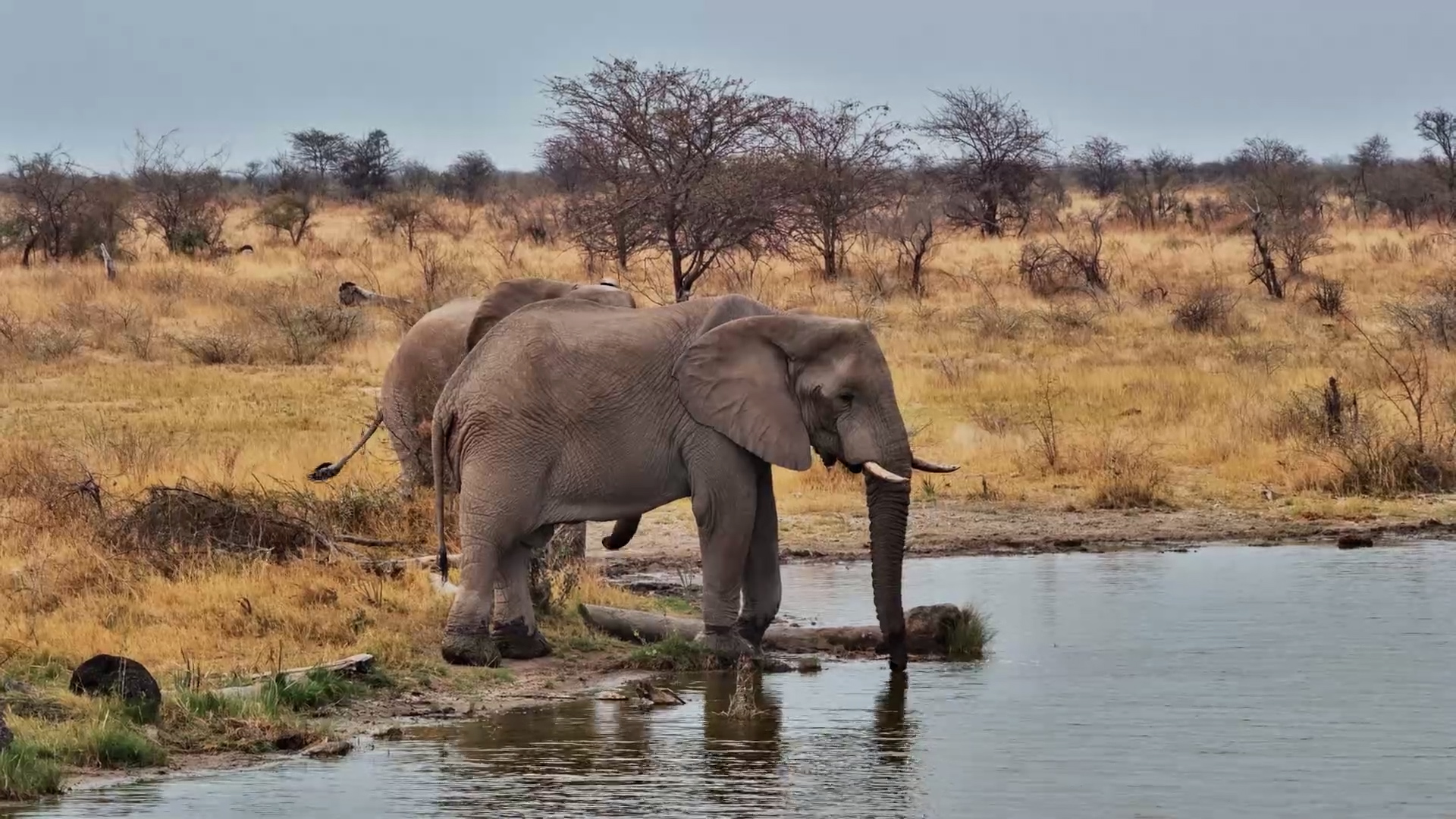Elephants Find Water in the Heart of the Kalahari