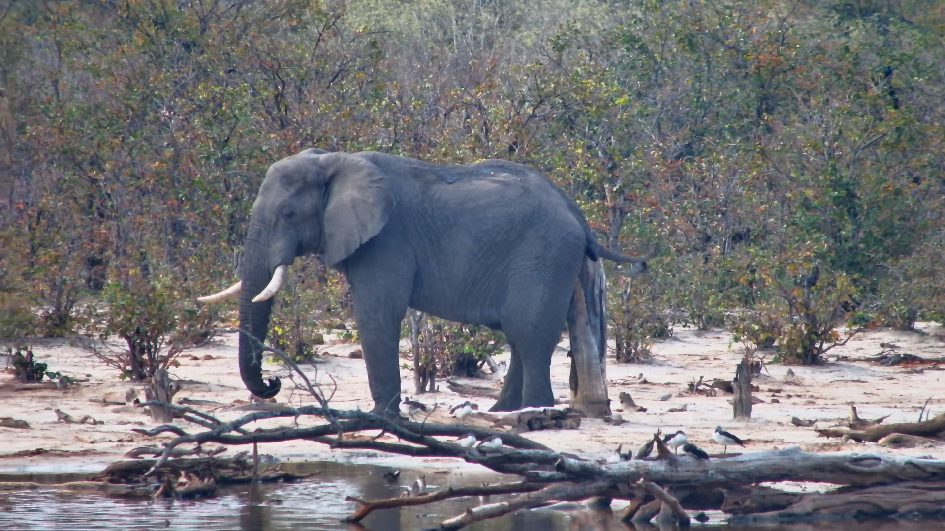 Elephant Puts a Tree Stump to Good Use