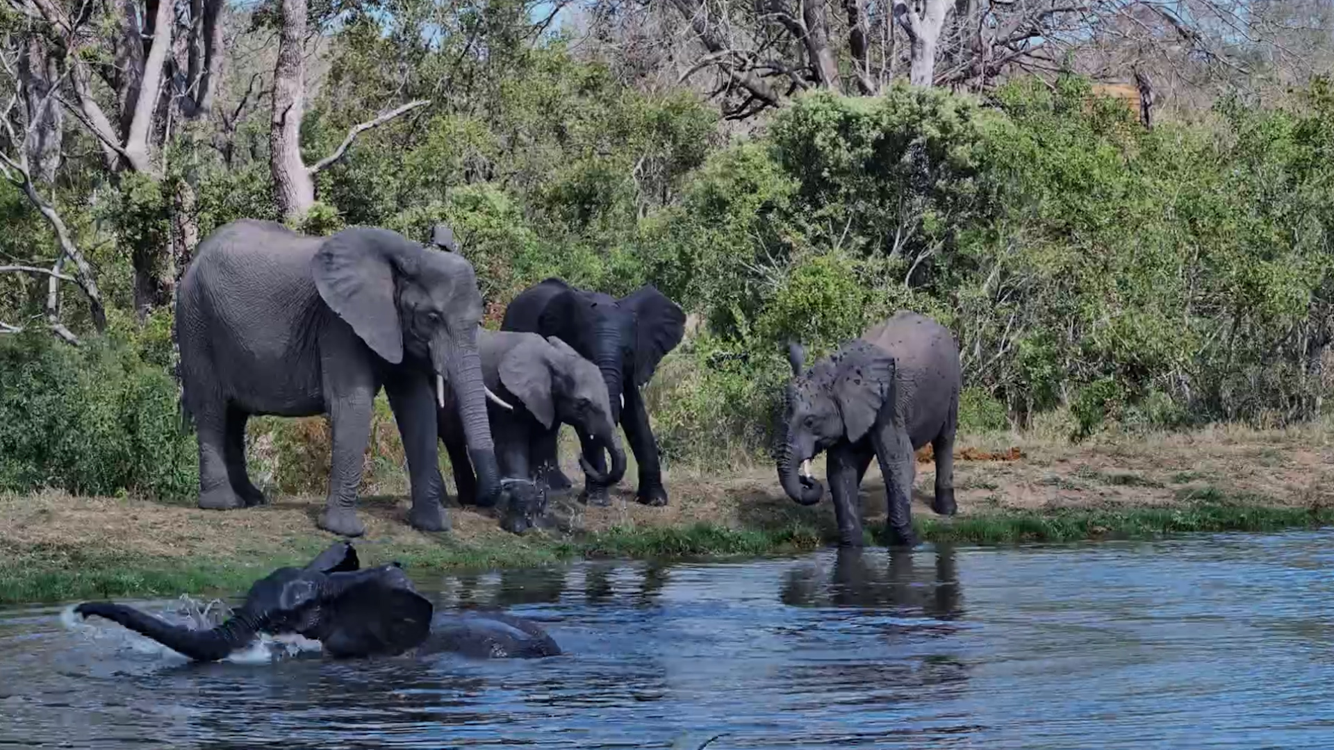 These Elephants Are Having the Best Afternoon Swim