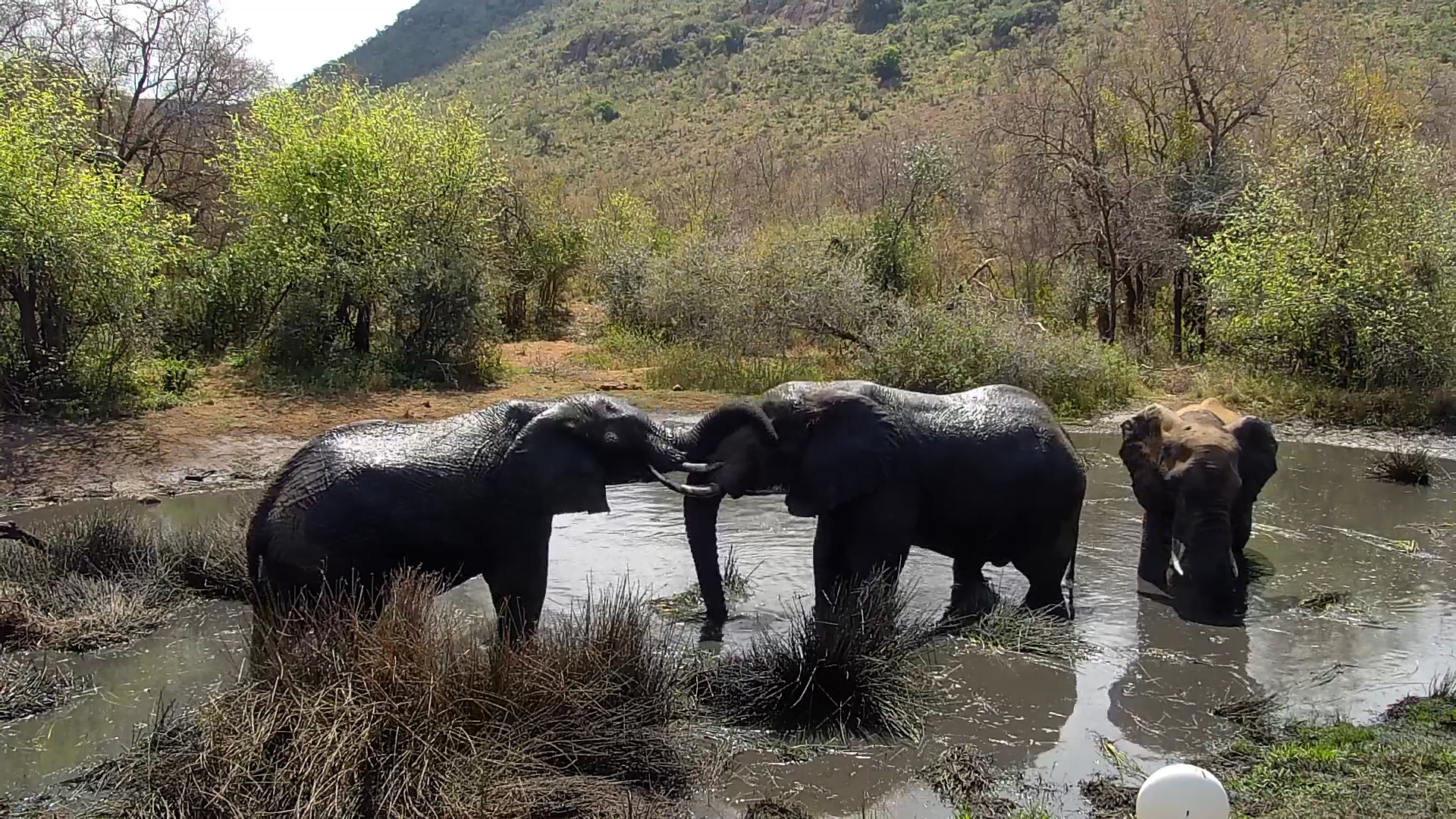 Elephants Turn the Muddy Water Into a Wrestling Ring