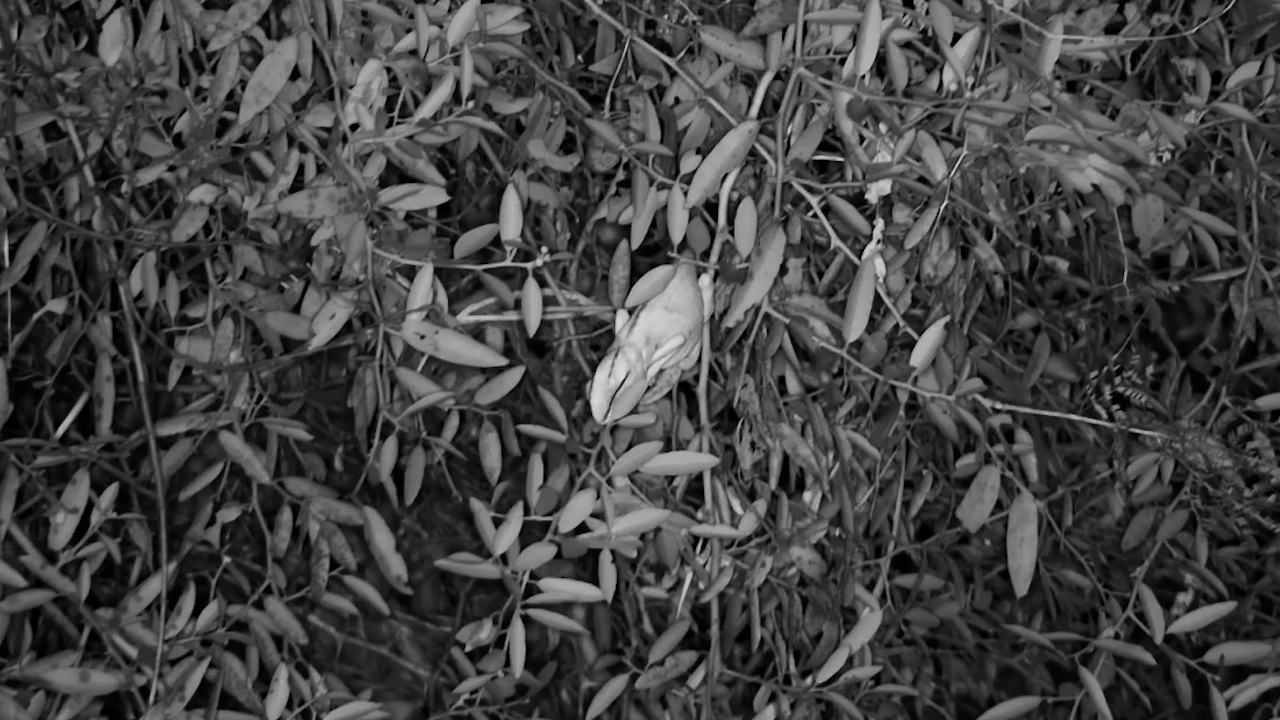 A Flap-Necked Chameleon Hides in Plain Sight After Dark