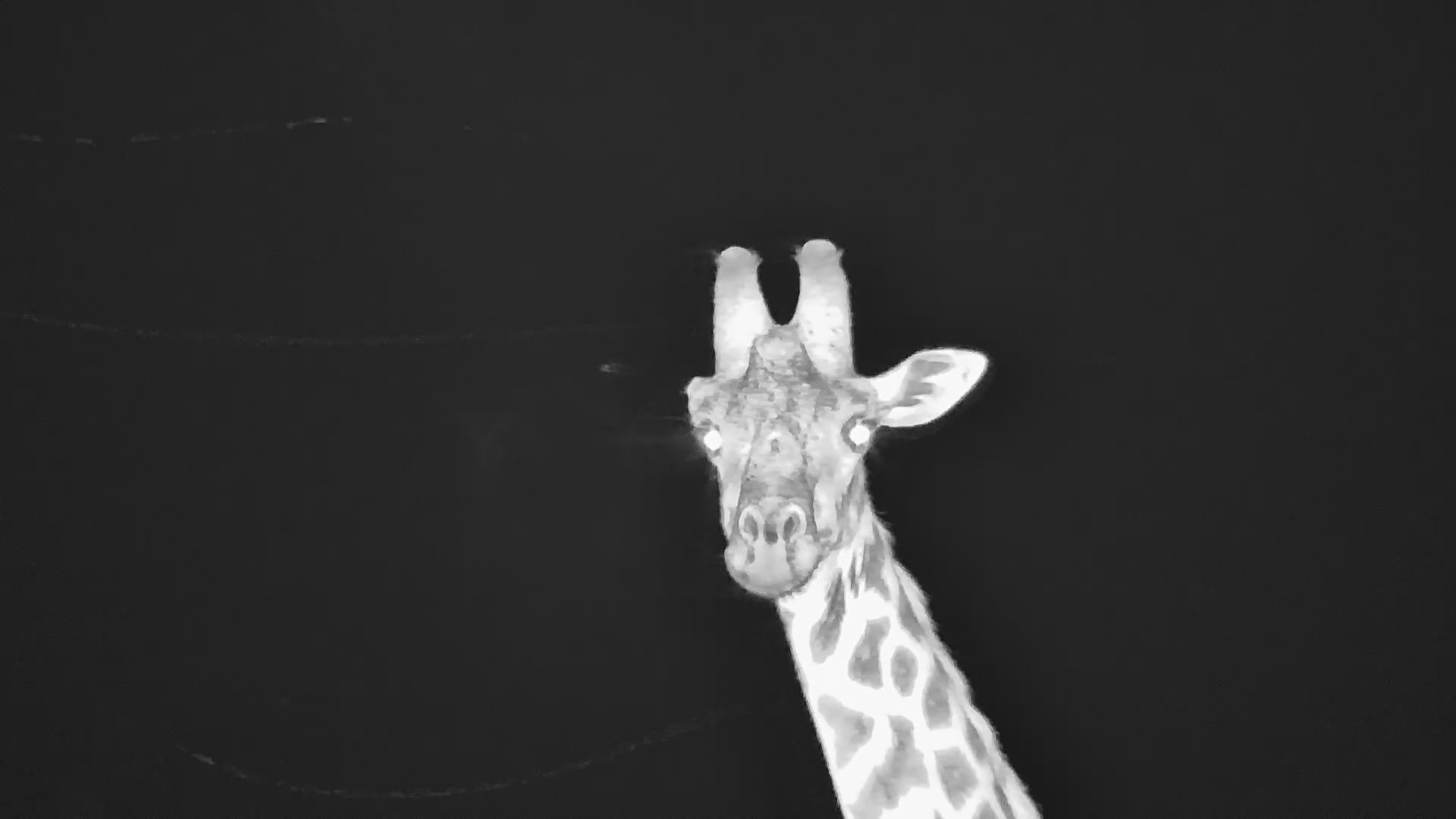Giraffe Steps Out of the Darkness for a Drink