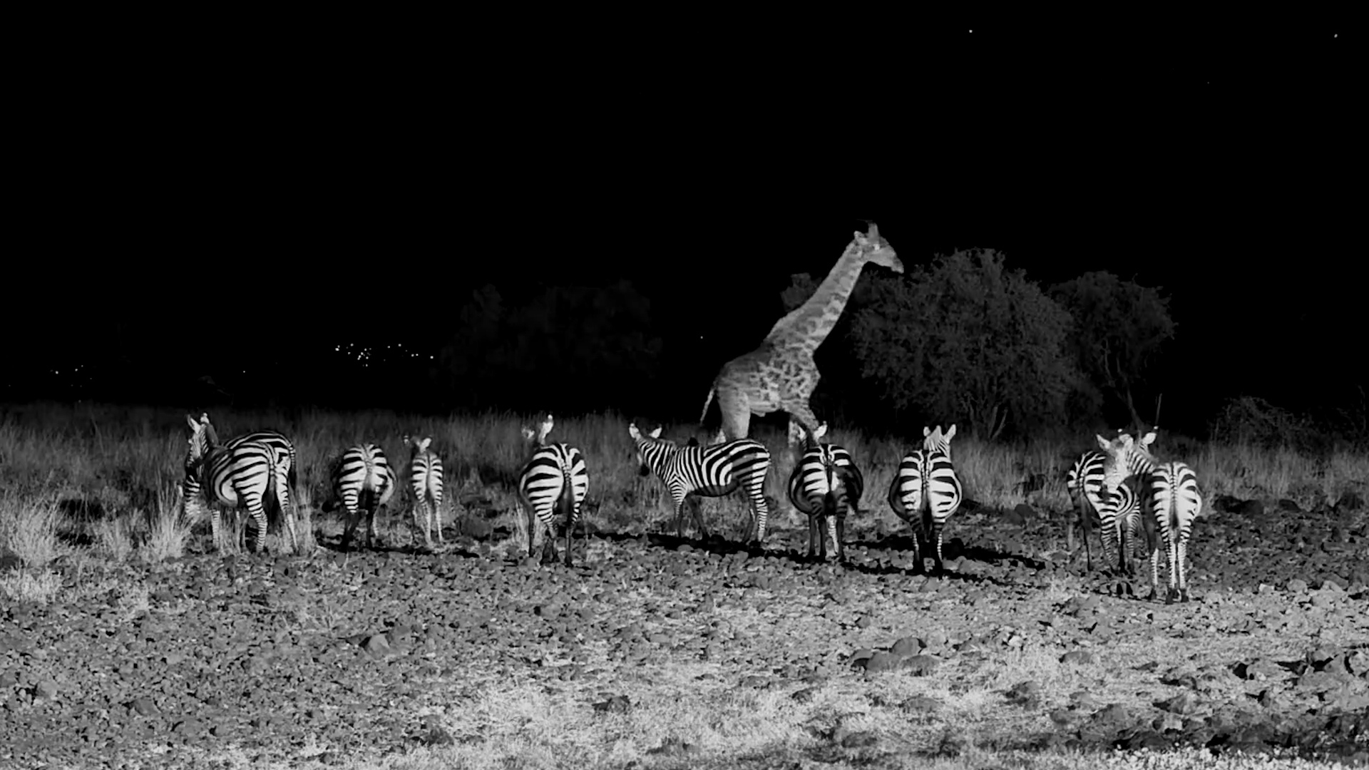 Zebras Head Out… Just as a Giraffe Arrives for a Drink