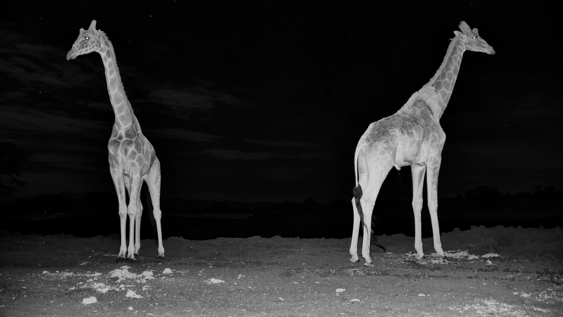 Two Giraffes Go Searching for Minerals After Dark