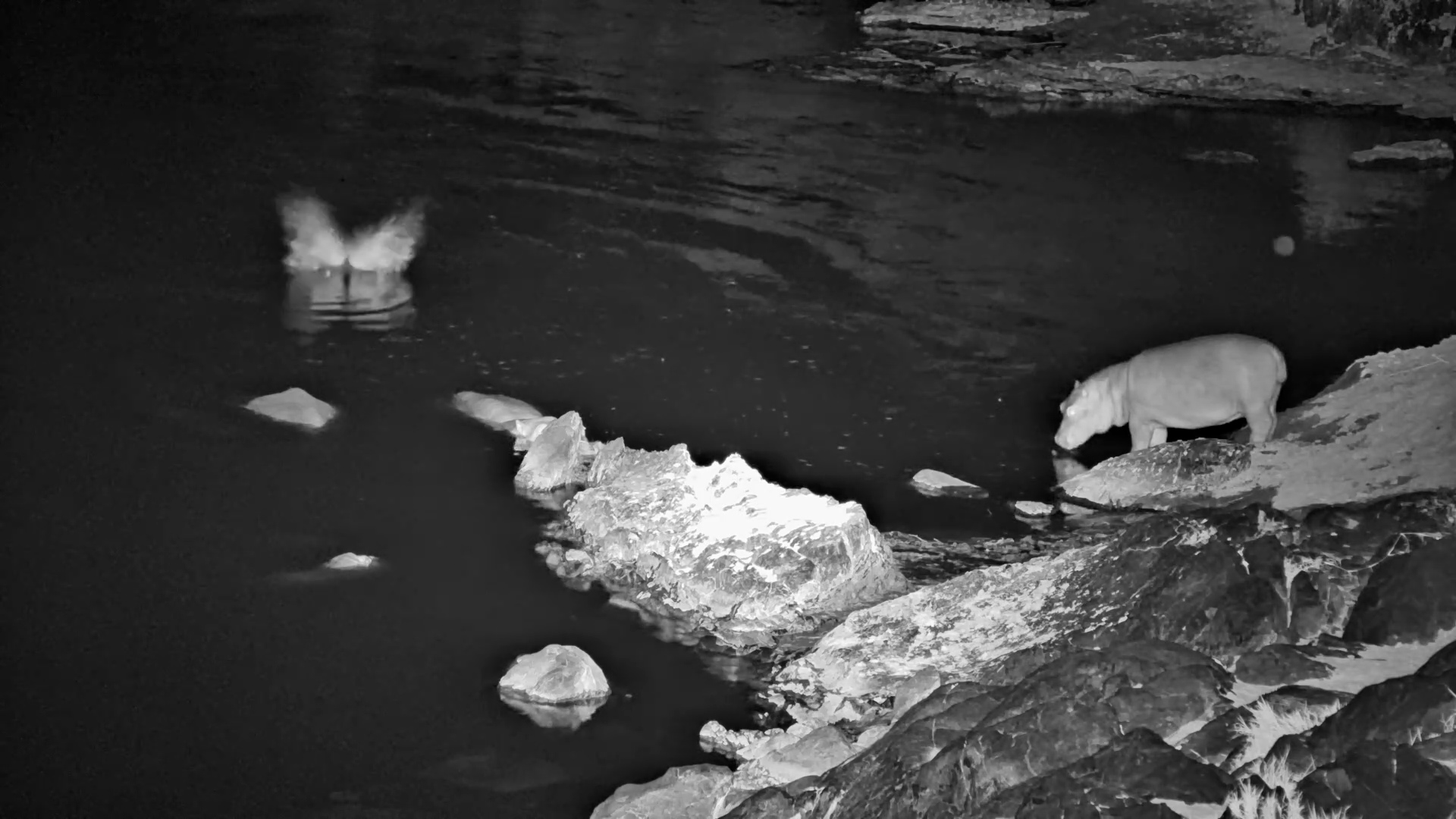 Hippos Take It Easy in the Mara River After Dark