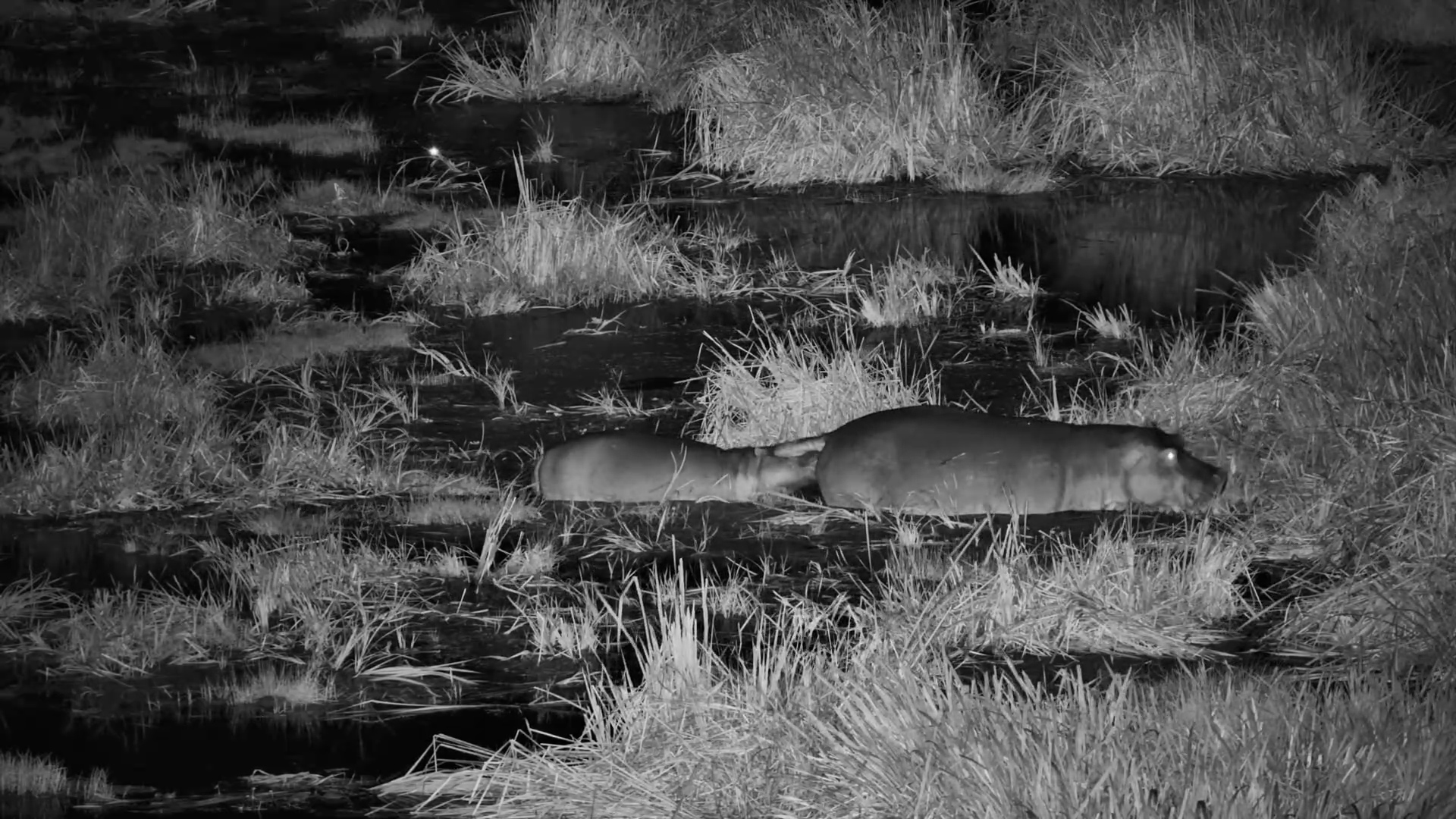 Hippos Get Busy Feeding After Dark at Finch Hattons