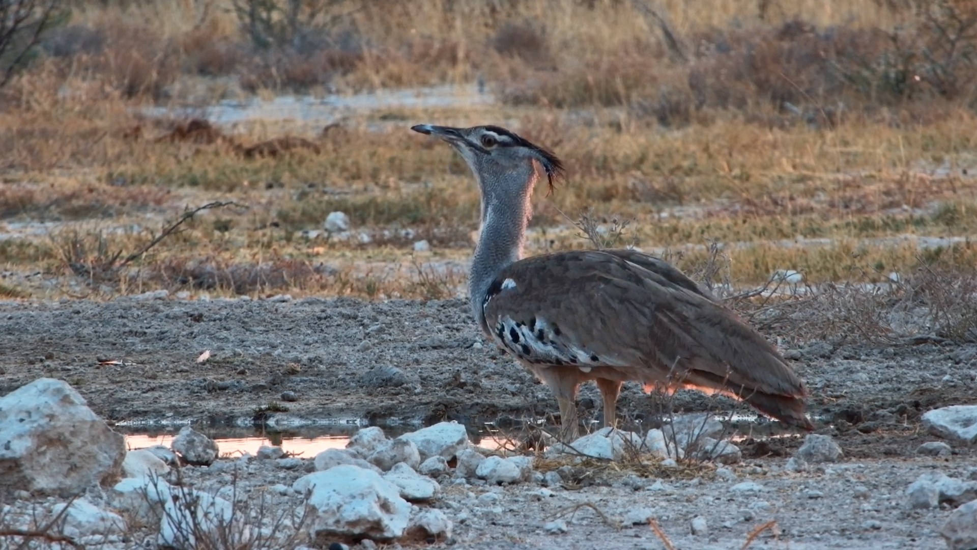 Kori Bustard Stops for a Well-Earned Drink